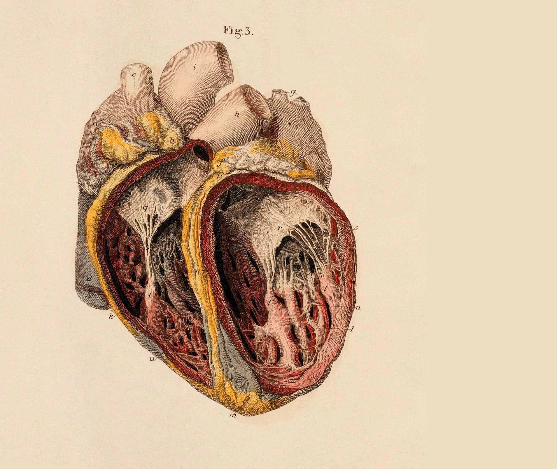 1910x1609 Anatomy Wallpaper Best Of Skeleton Anatomy Medical Inspiration of The Hudson