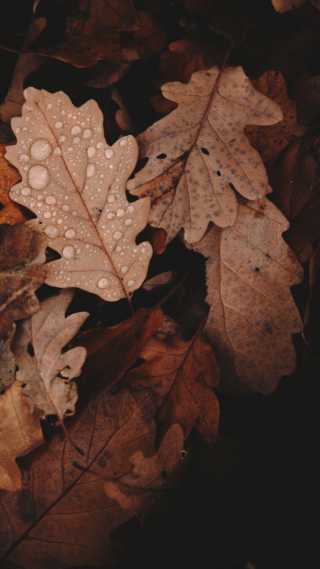 Dark Brown Leaves Wallpapers - Top Free Dark Brown Leaves Backgrounds