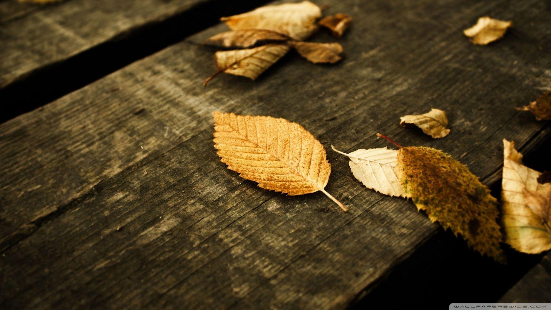 1920x1080 Brown Leaves Ultra HD Desktop Background Wallpaper for 4K UHD TV : Widescreen & UltraWide Desktop & Laptop : Tablet