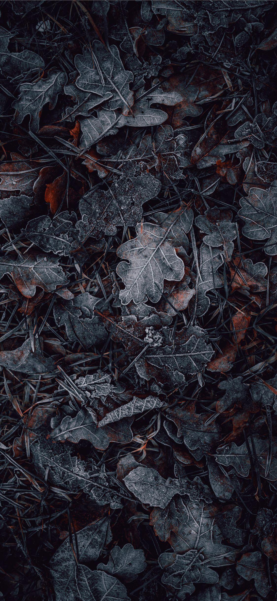 1125x2436 macro photography of gray and brown leaves #leaf #nature #snow #grey #art. Dark phone wallpaper, Macro photography, Amazing HD wallpaper