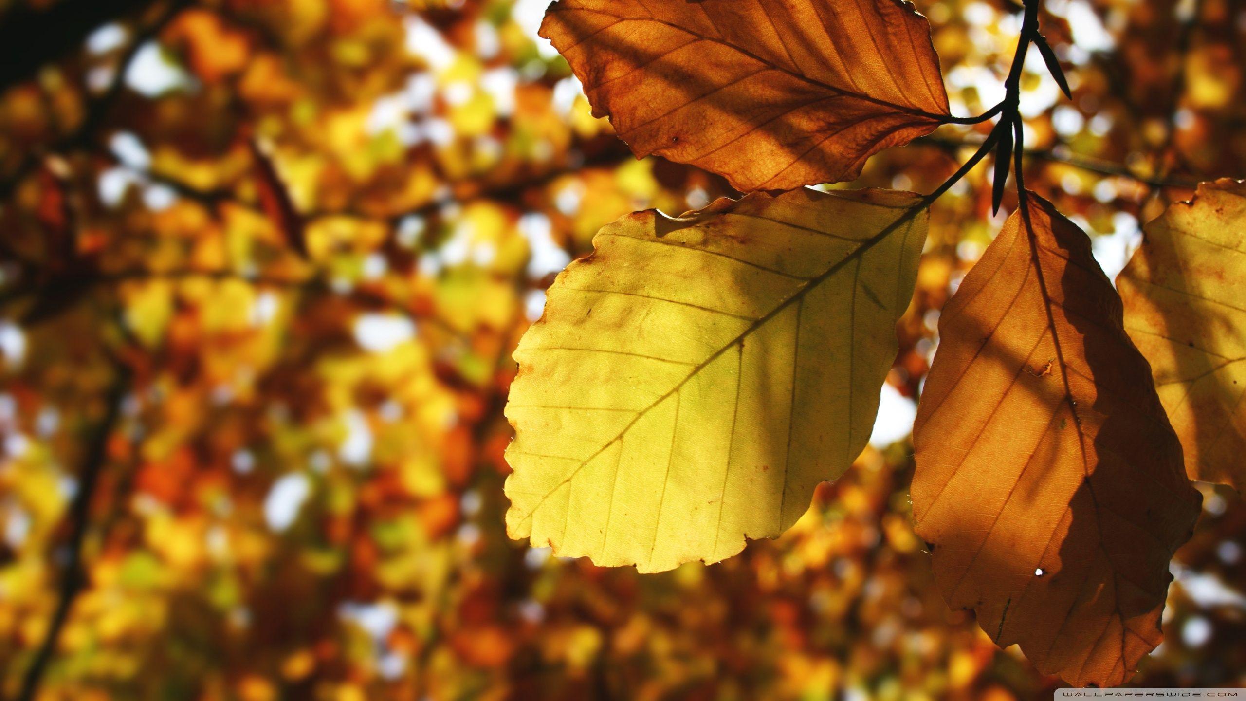 2560x1440 Brown Leaves Ultra HD Desktop Background Wallpaper for 4K UHD TV : Tablet