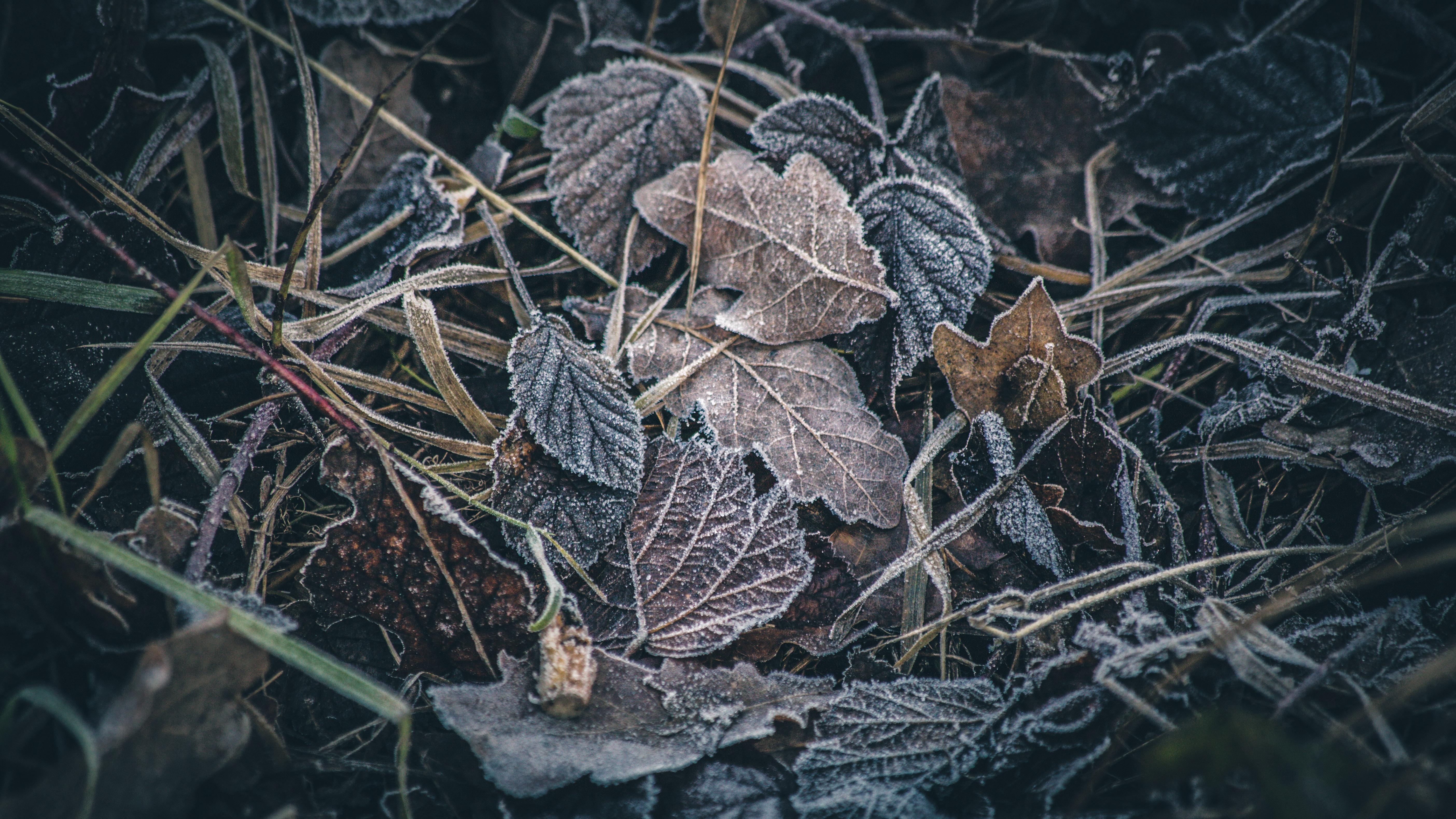 5616x3159 Frozen leaves [16:9] [5616x3159]