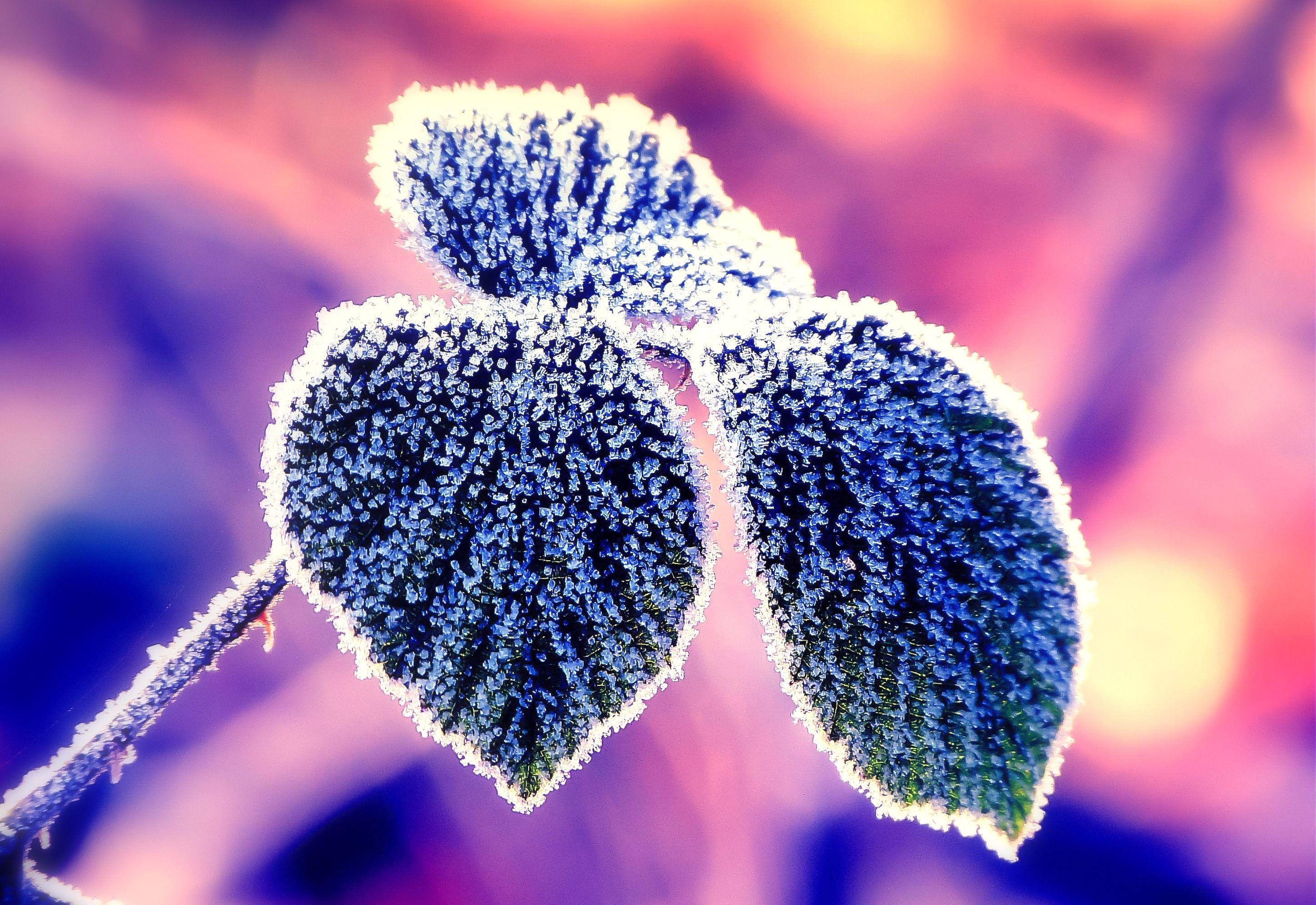2893x1990 branch, Leaves, Frost, Close up Wallpaper HD / Desktop and Mobile Background