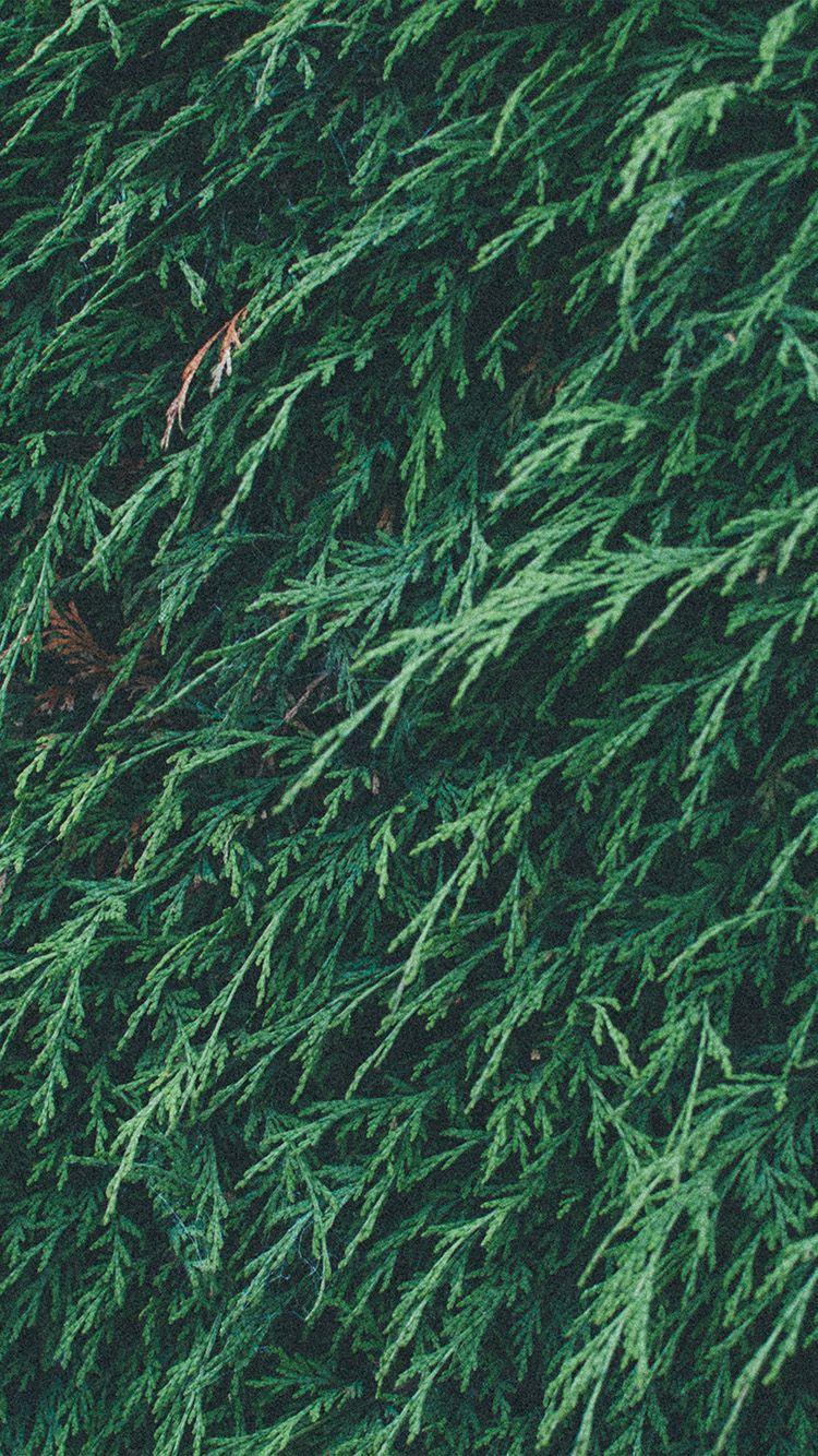 750x1334 Tree Green Leaf Summer Pattern Nature