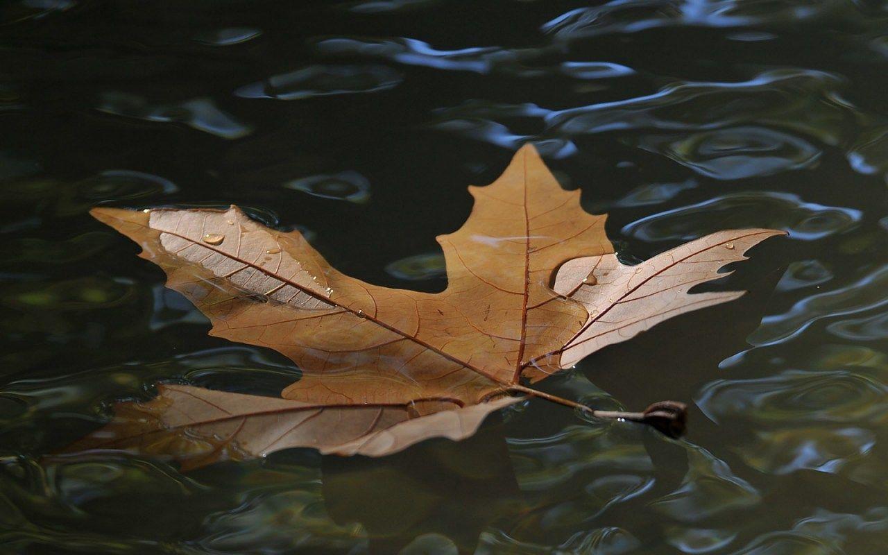 1280x800 Brown Leaf On The Water Wallpaper
