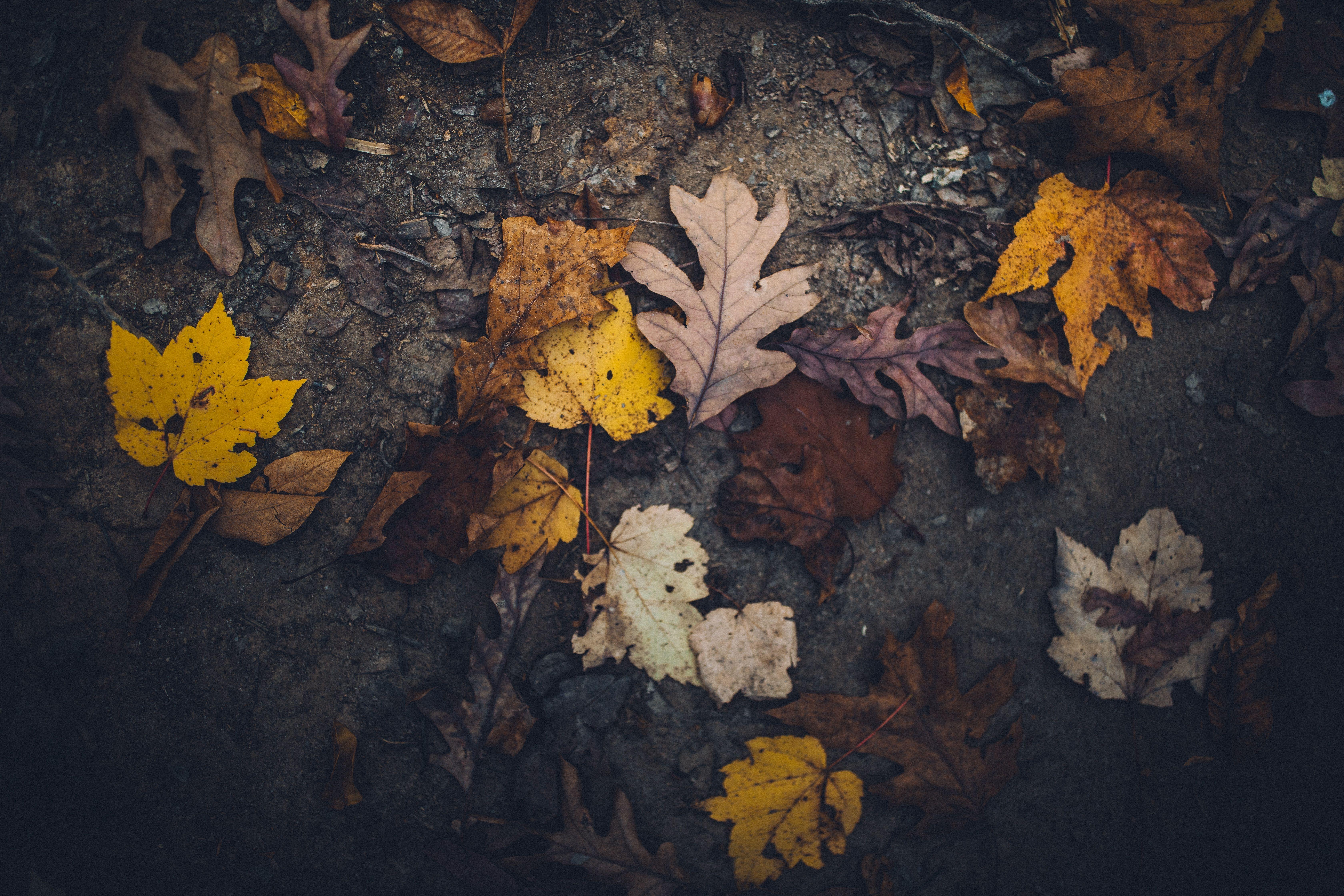 6720x4480 6720x4480 #leaf, #brown, #fall, #leafe, #gray, #Free , #background, #autumn, #dark, #ground, #leaves, #wallpaper, #moody, #yellow, #soil, #gravel, #mood. Mocah.org HD Desktop Wallpaper