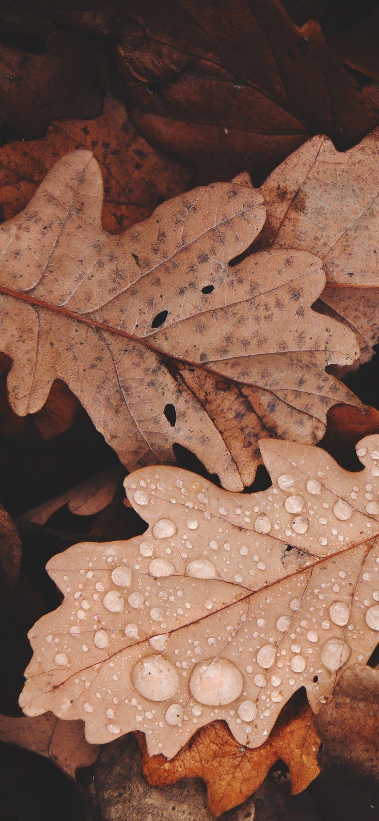 1242x2688 Leaves Wallpaper Free HD Wallpaper