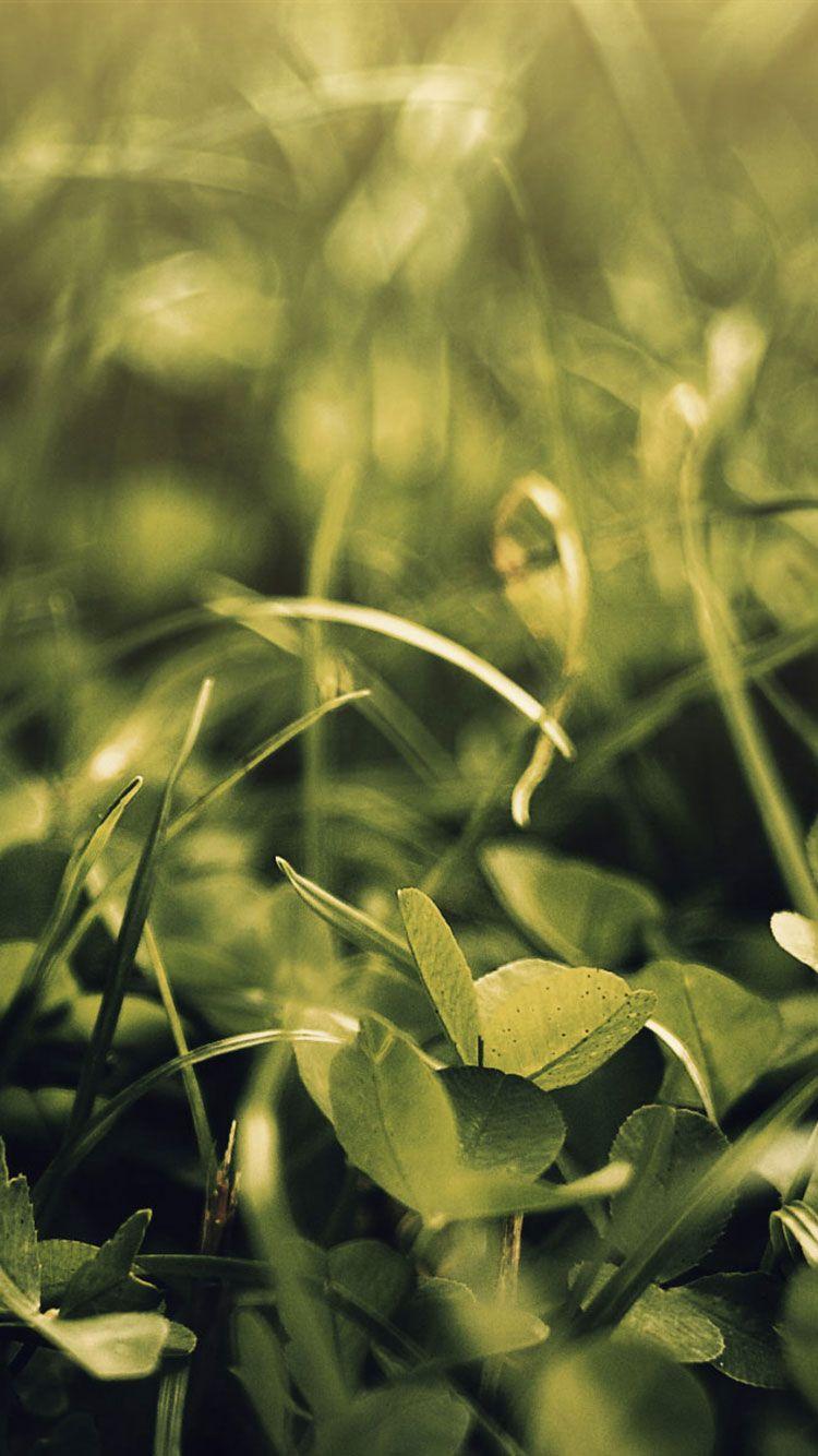 750x1334 Summer iPhone Wallpaper