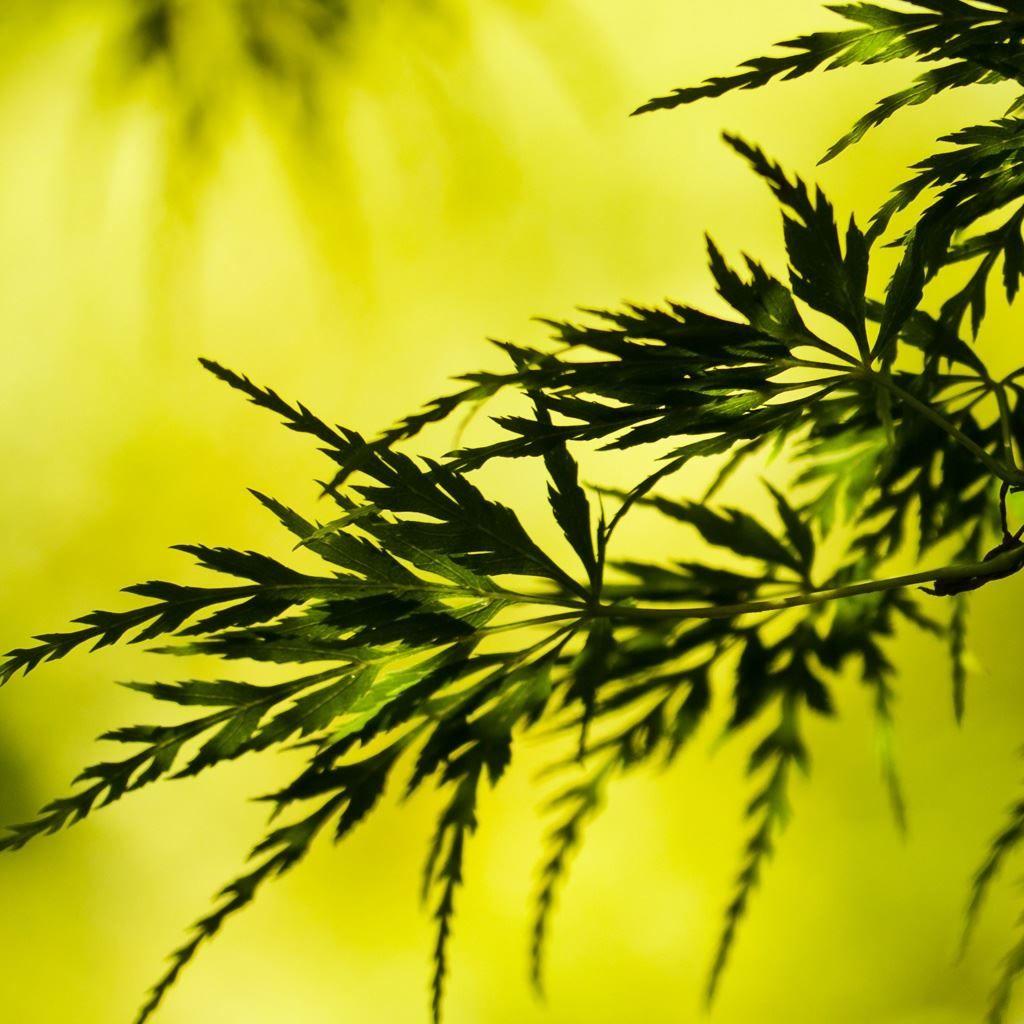 1024x1024 Summer Tree Leaves iPad Wallpaper Free Download