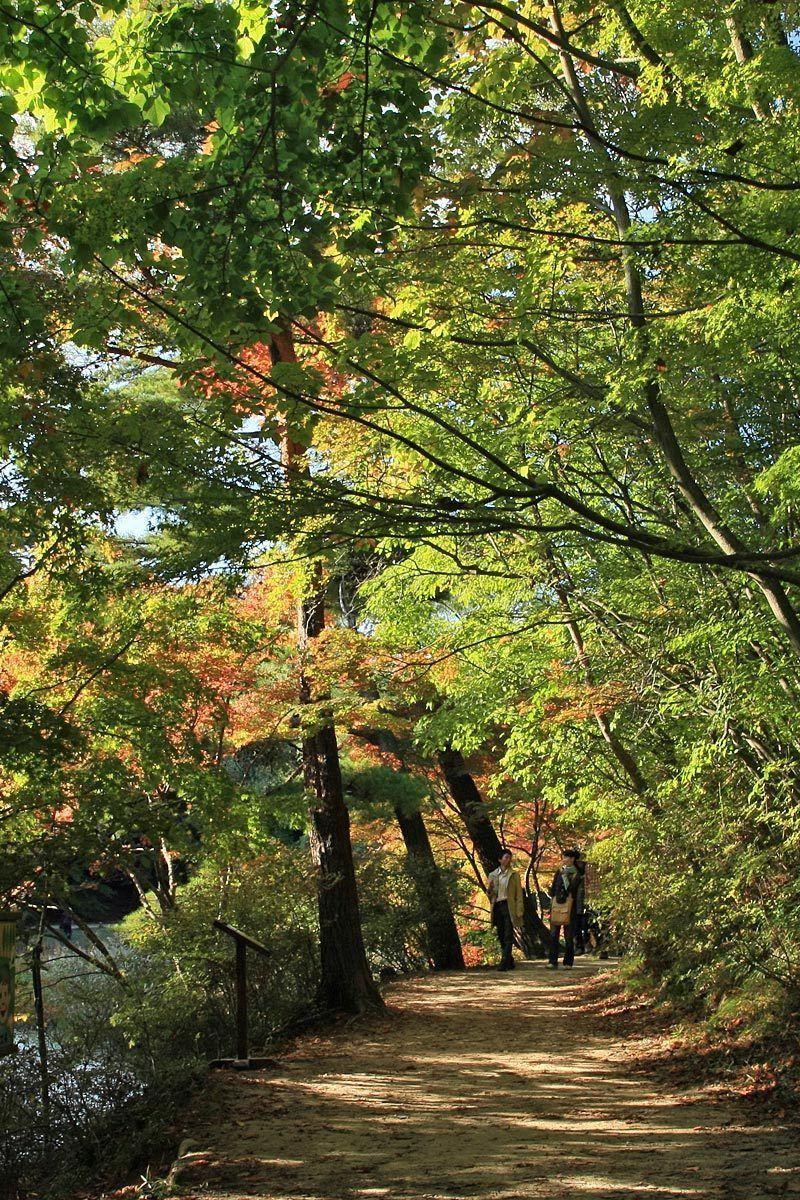 800x1200 Download Wallpaper 800x1200 Park, Trees, Summer, Leaves Iphone 4s 4 For Parallax HD Background