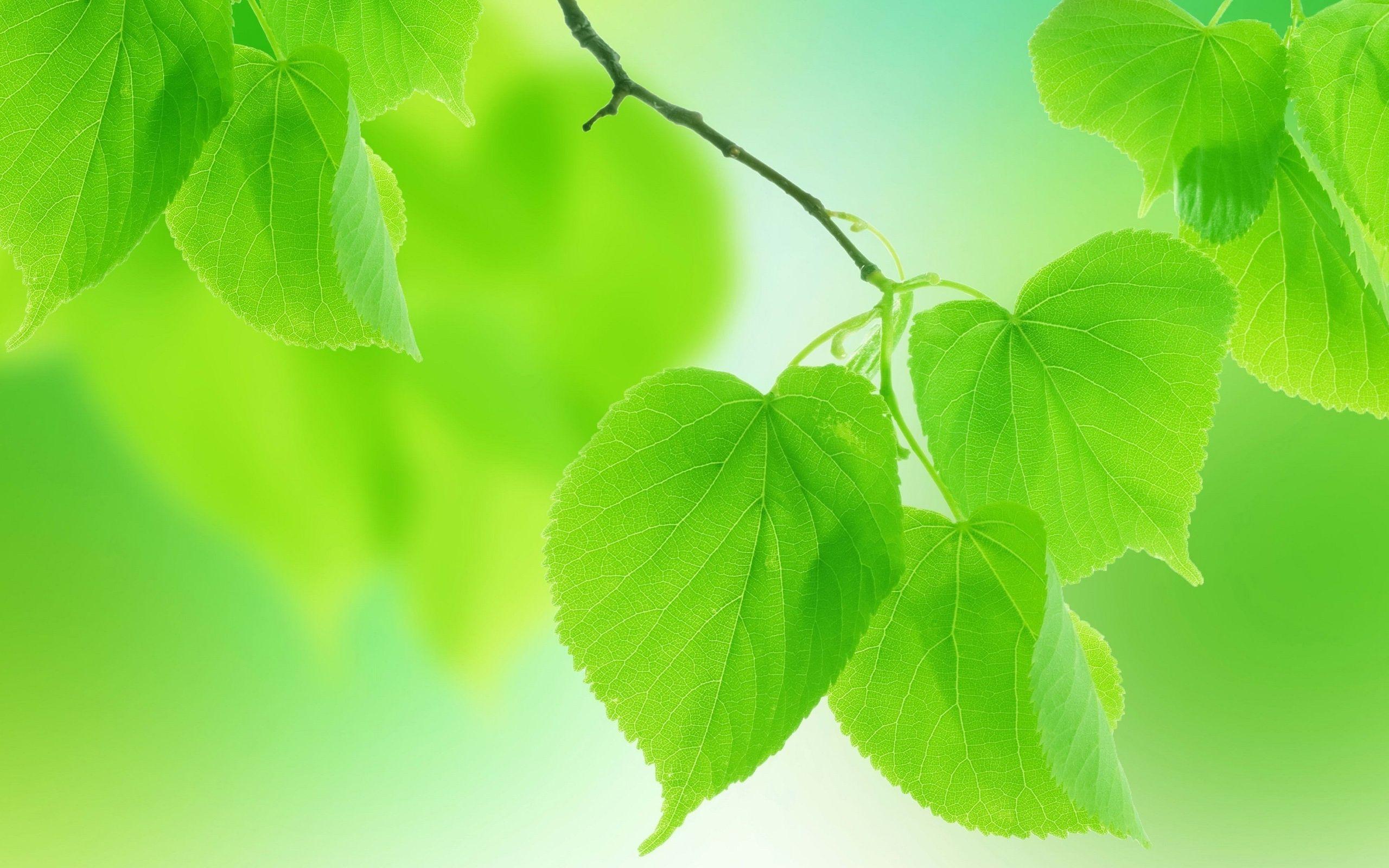 Summer Leaves Wallpapers - Top Free Summer Leaves Backgrounds ...