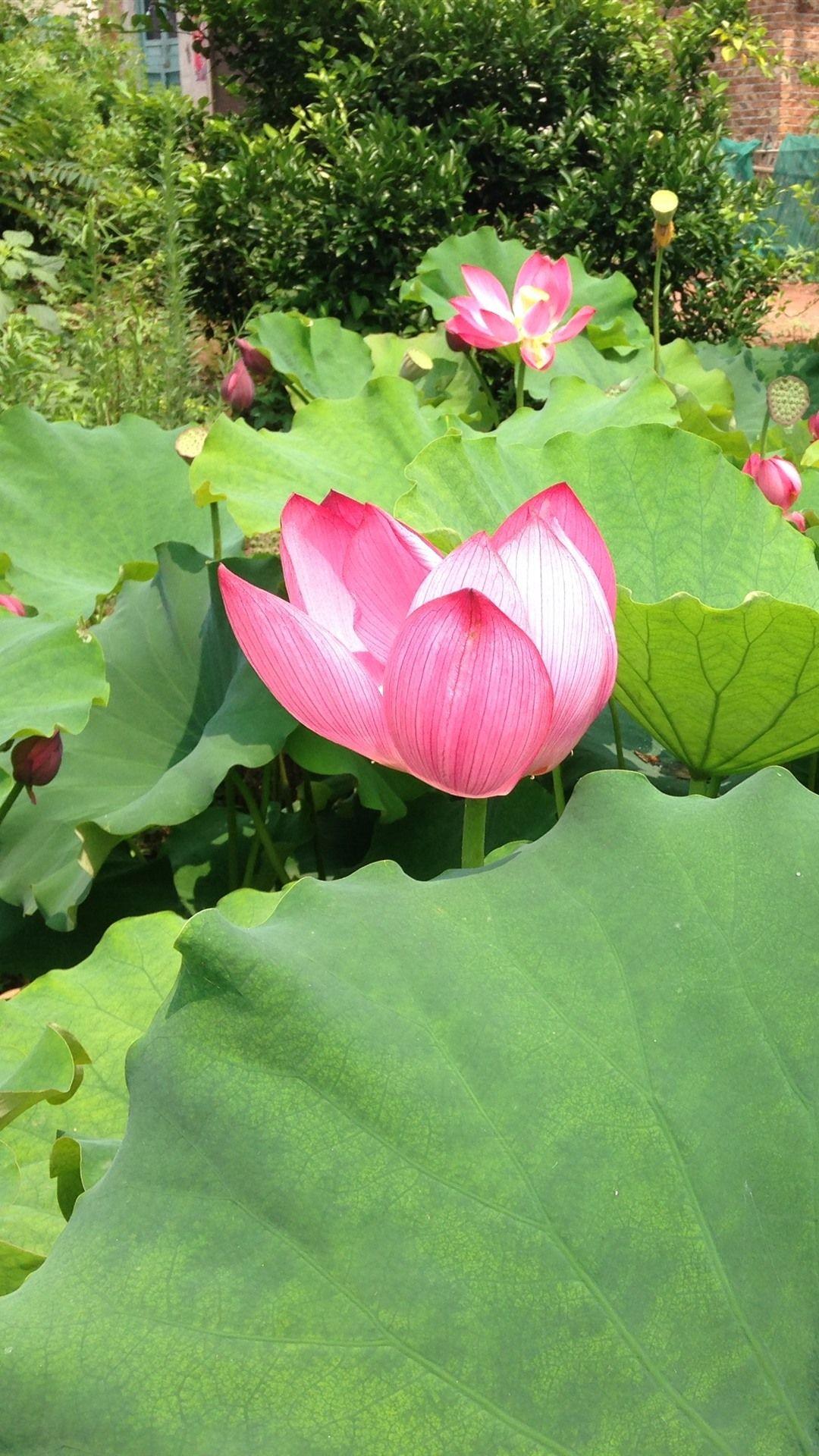 1080x1920 Summer Flowers, Pink Lotus, Green Leaves 1125x2436 IPhone 11 Pro XS X Wallpaper, Background, Picture, Image