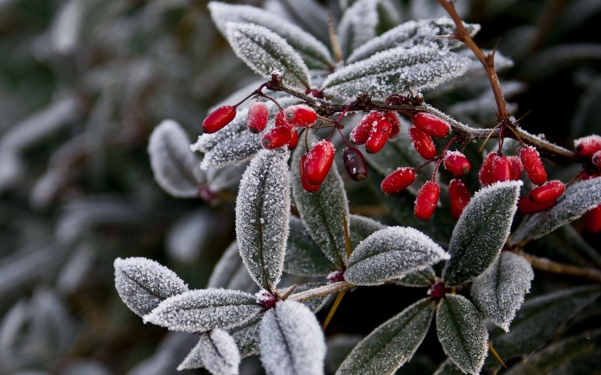 1920x1200 Frozen leaves fruits wallpaperx1200