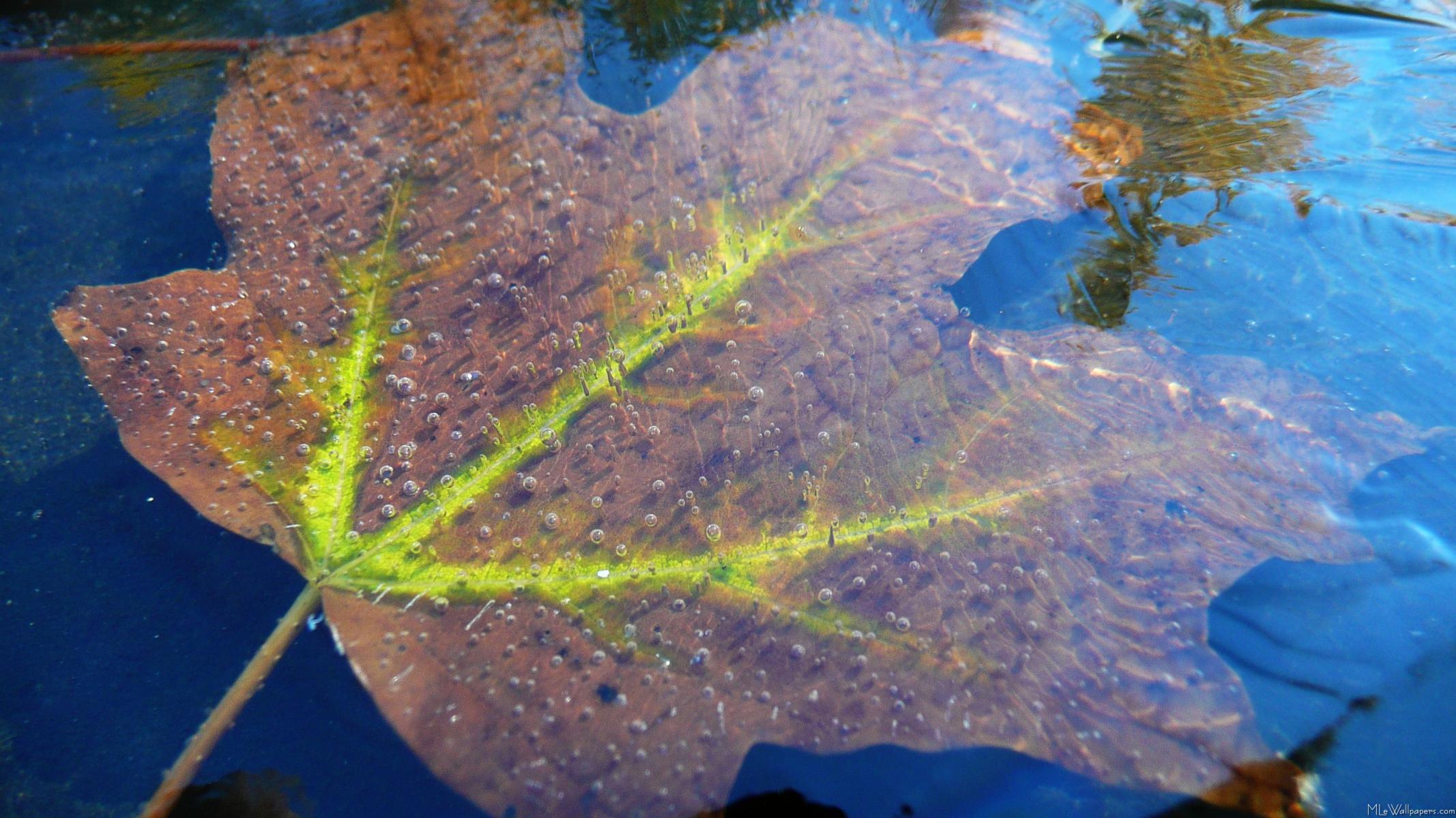 2134x1200 MLeWallpaper.com Fall Maple Leaf