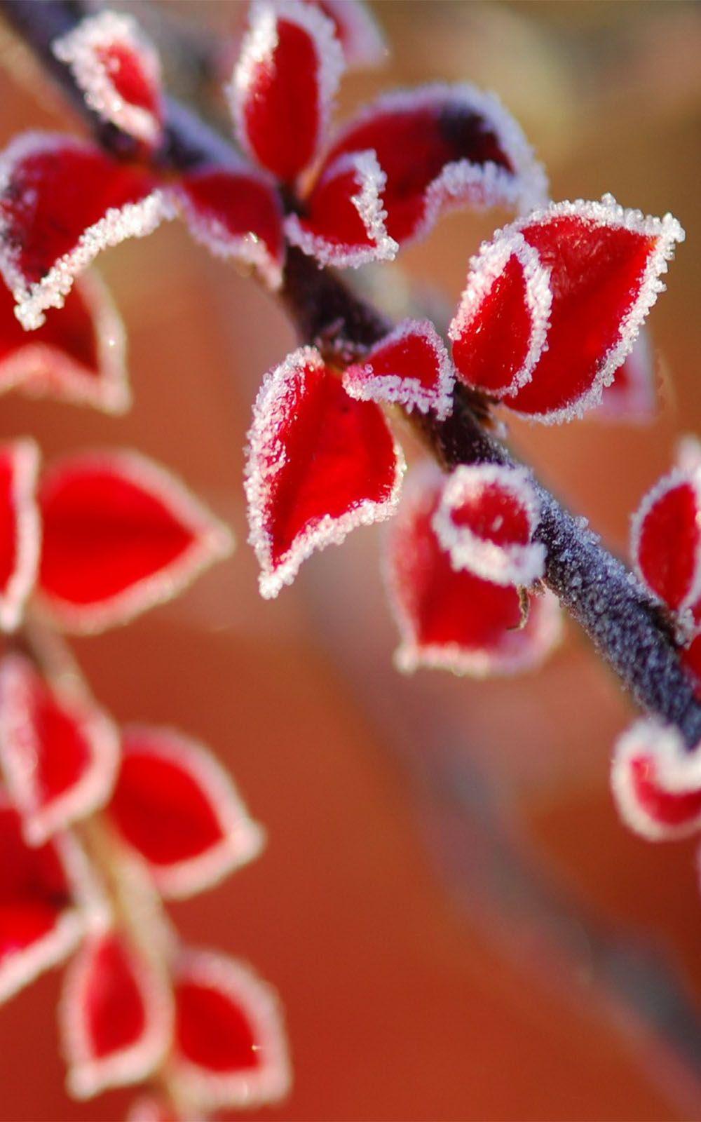 1000x1600 Frozen Red Leaves Free HD Mobile Wallpaper