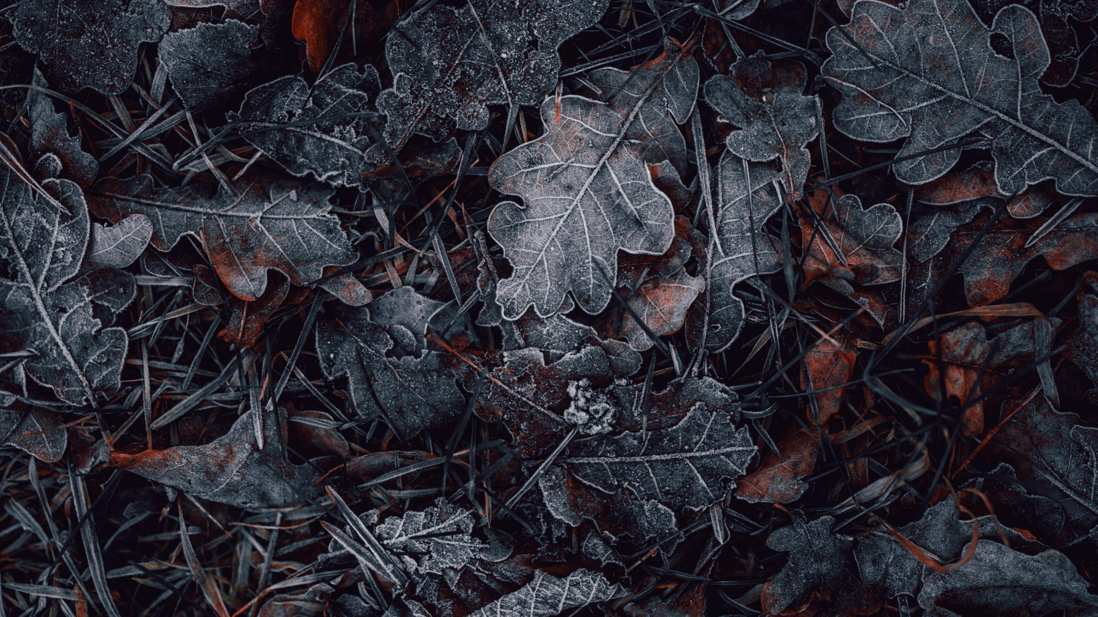 3840x2160 Leaves 4K Wallpaper, Frozen, Dark, Winter, Night, Photography