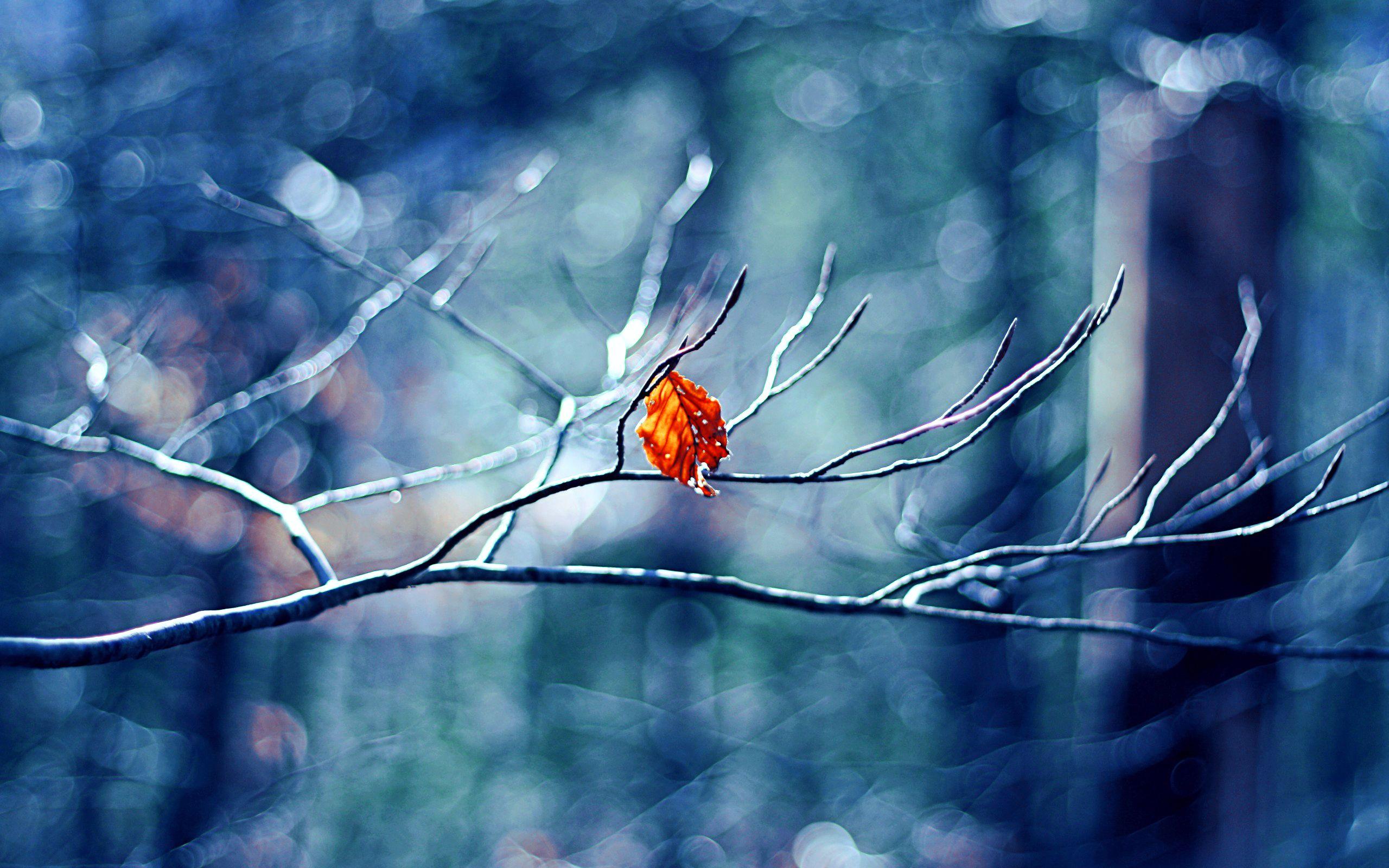 2560x1600 Wallpaper 4k Winter Tree Leaf leaf, tree, Winner, Winter