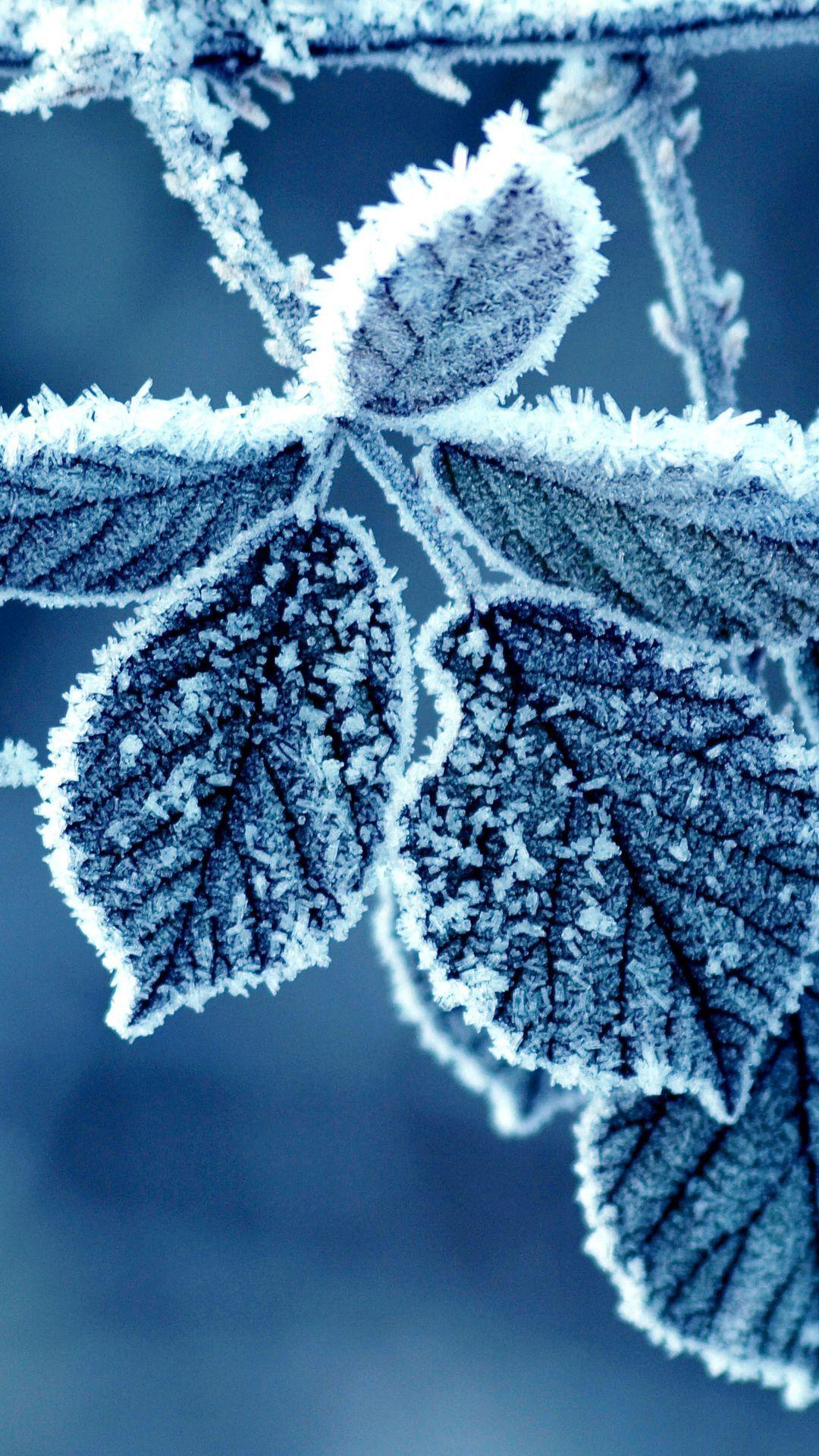 1080x1920 rose, frost, morning, frost, winter, pattern, leaves desktop wallpaper 29962. iPhone wallpaper winter, Winter wallpaper, Winter desktop background