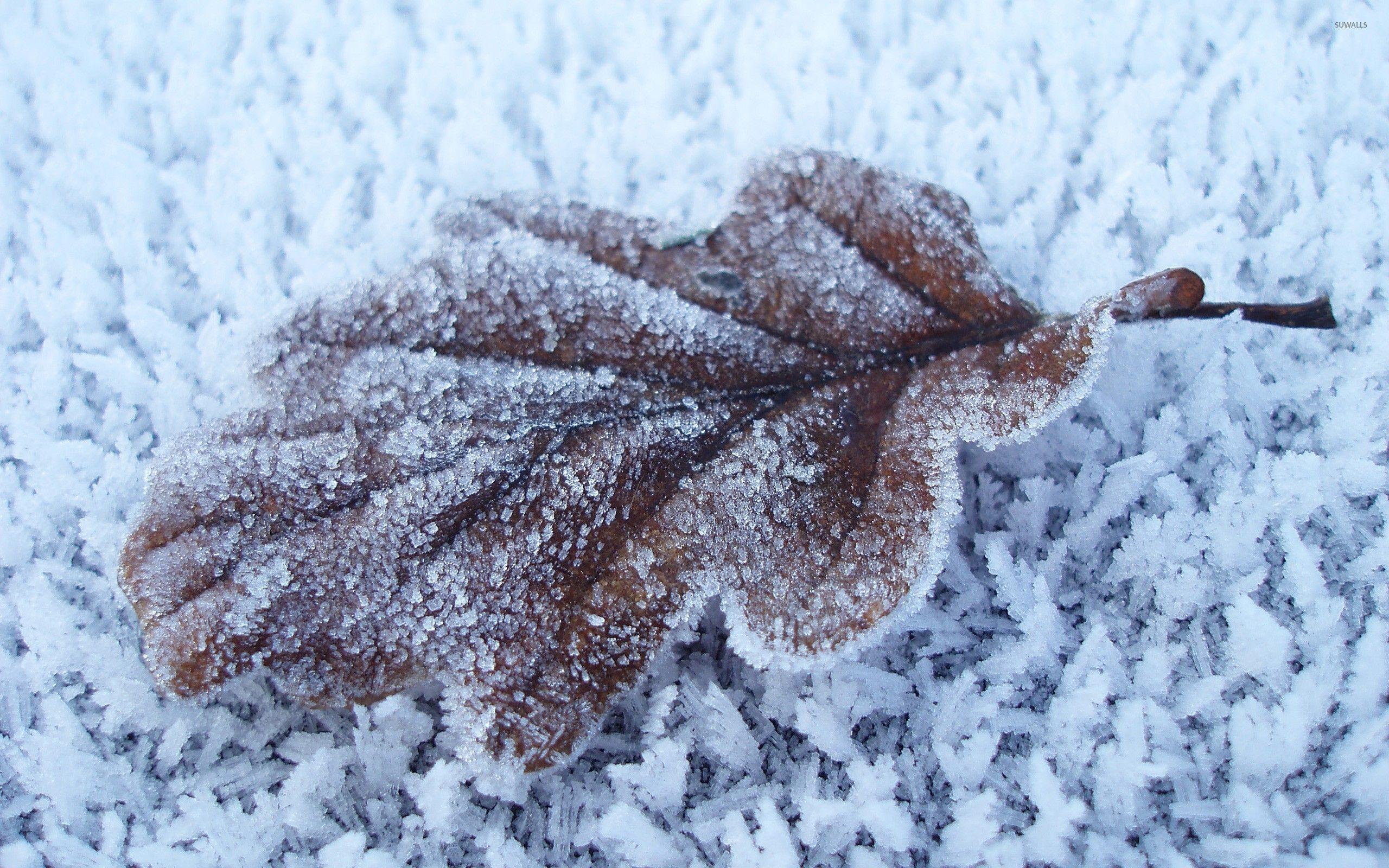 2560x1600 Frozen leaf wallpaper wallpaper