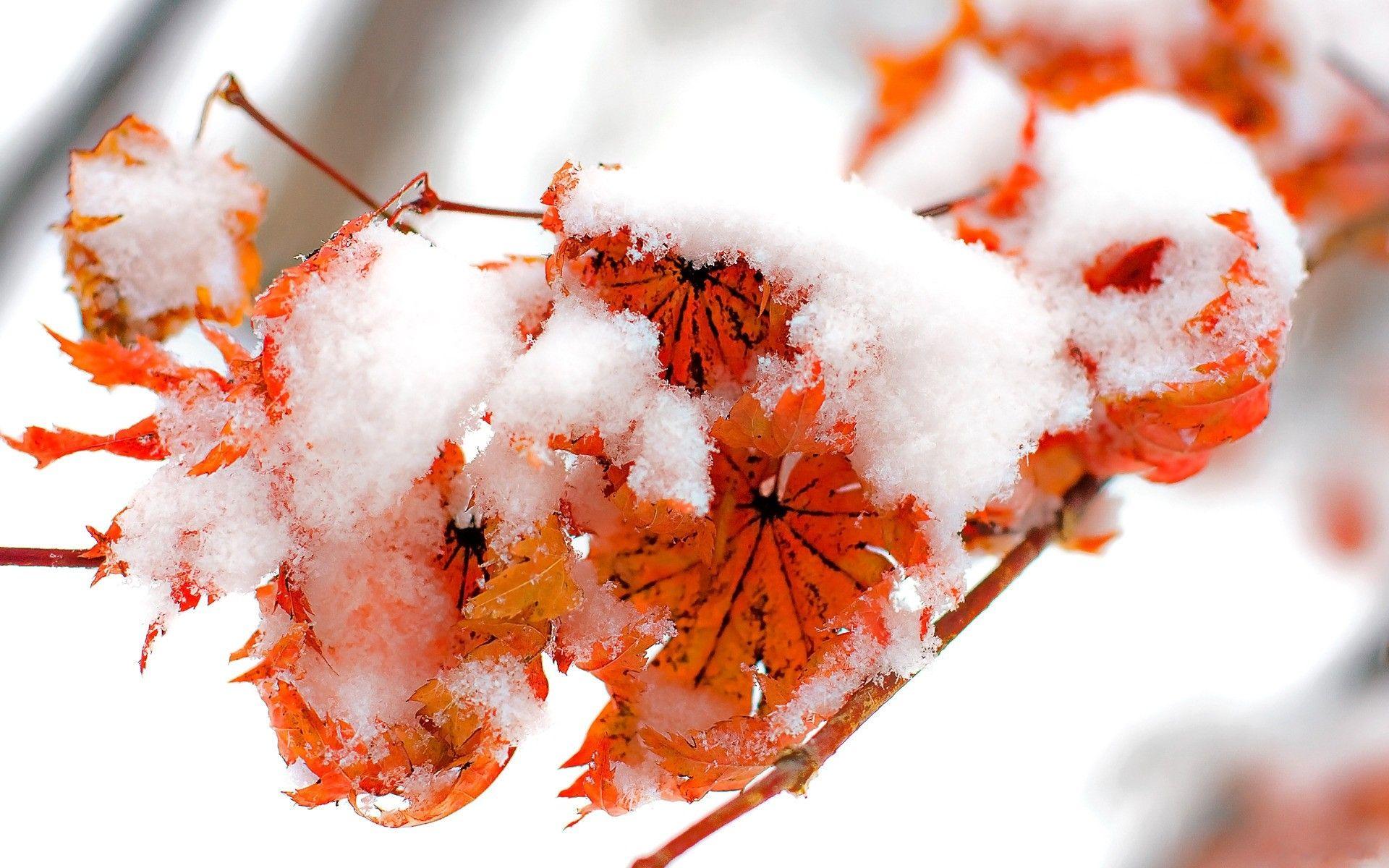 1920x1200 ice, nature, snow, leaf, red, orange, leaves, cold, frozen wallpaper