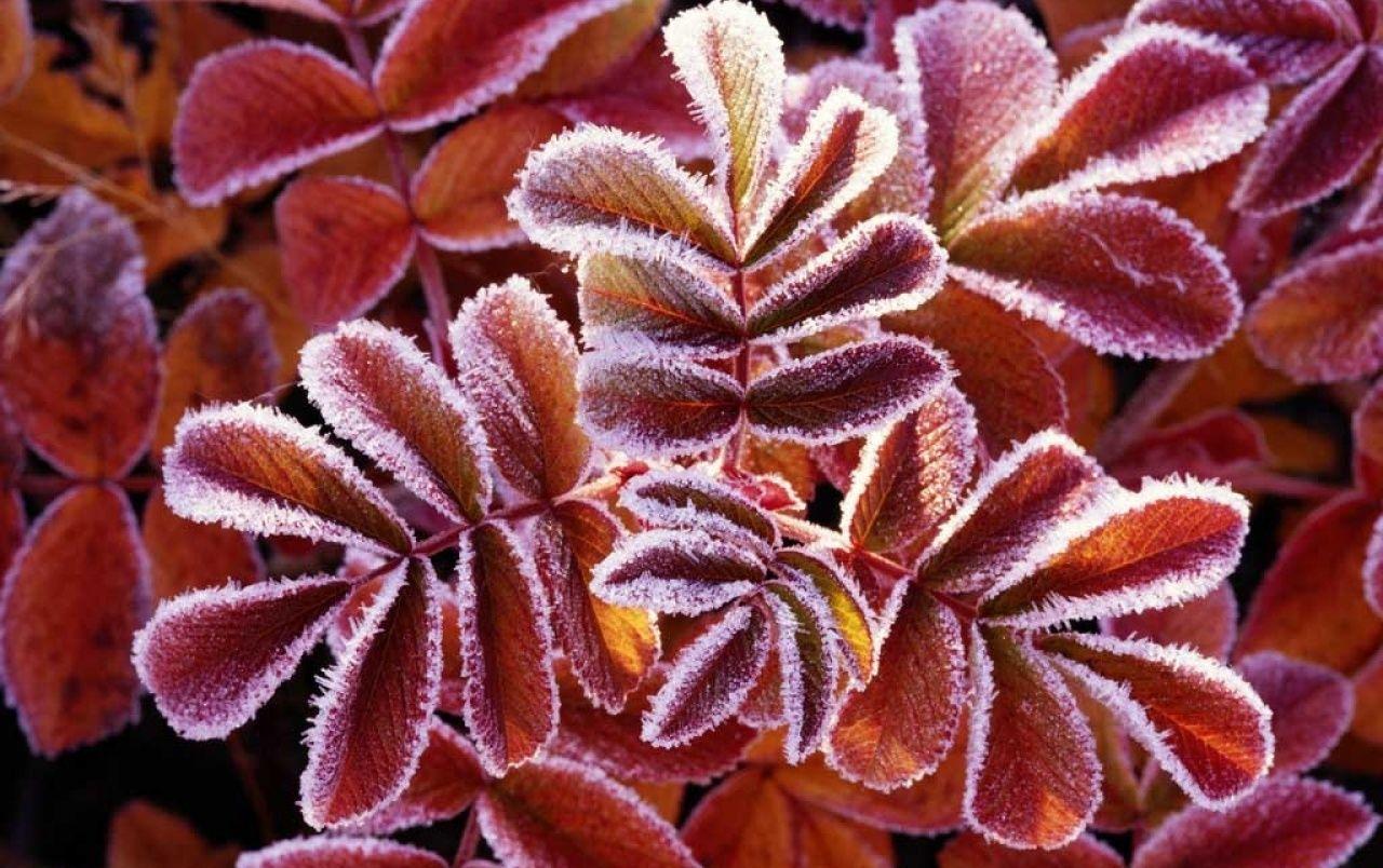 1280x804 Vista winter leaves wallpaper. Vista winter leaves