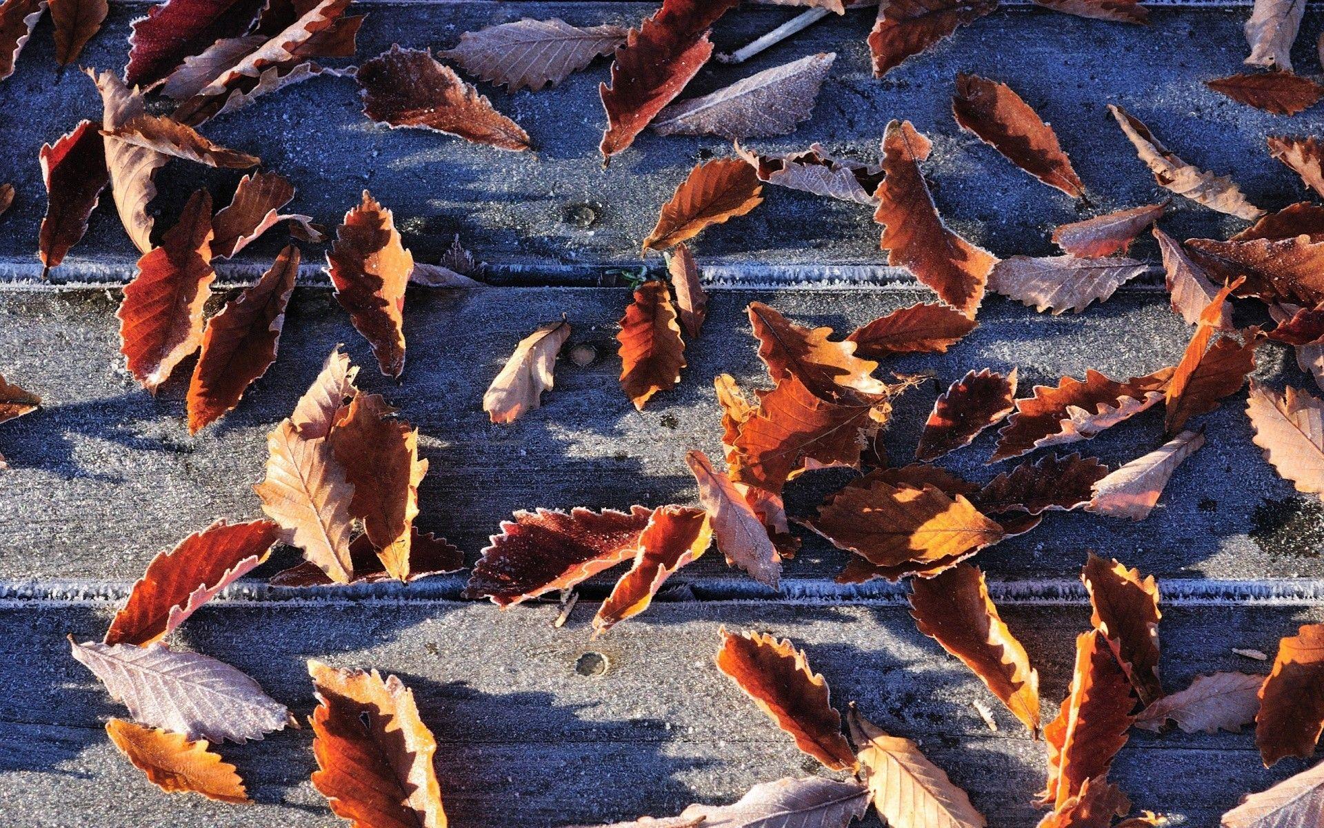 1920x1200 Frozen Autumn Leaves