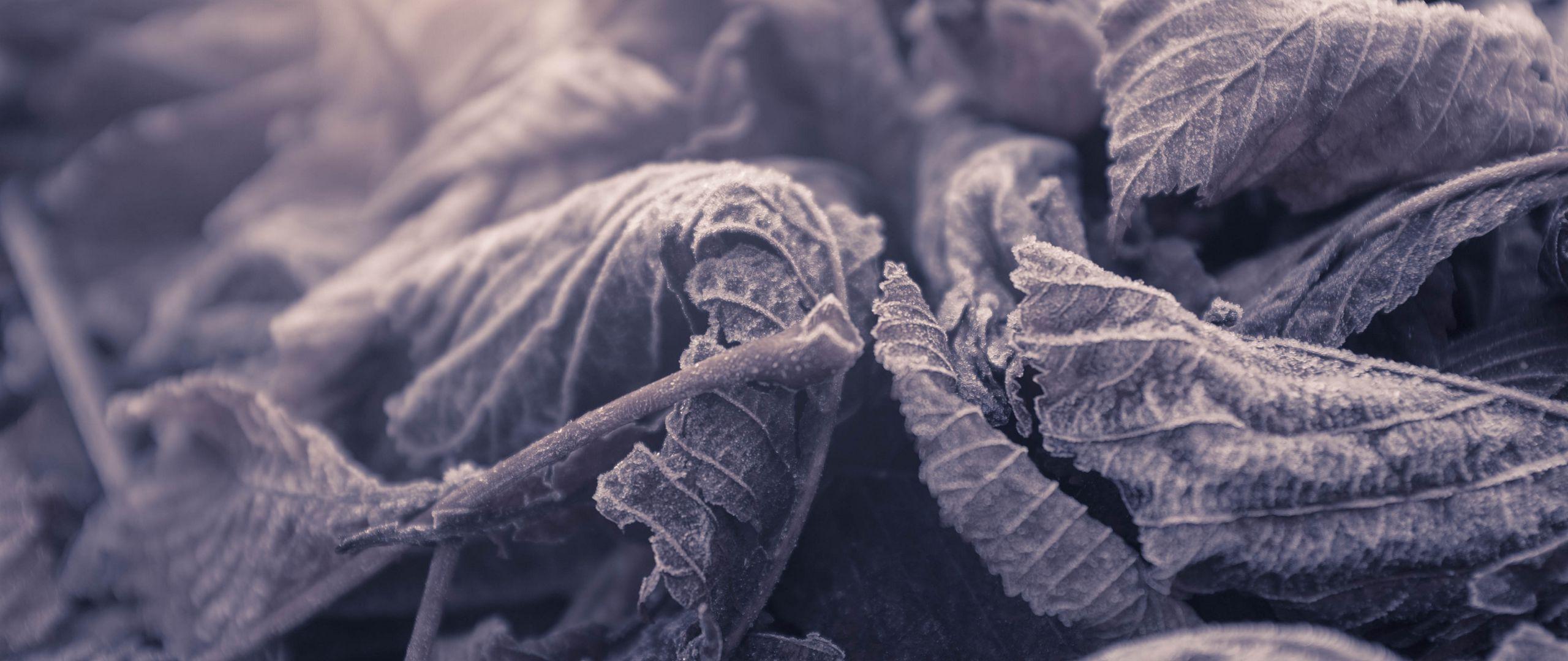2560x1080 Download wallpaper 2560x1080 leaves, frozen, macro, frost dual wide 1080p HD background