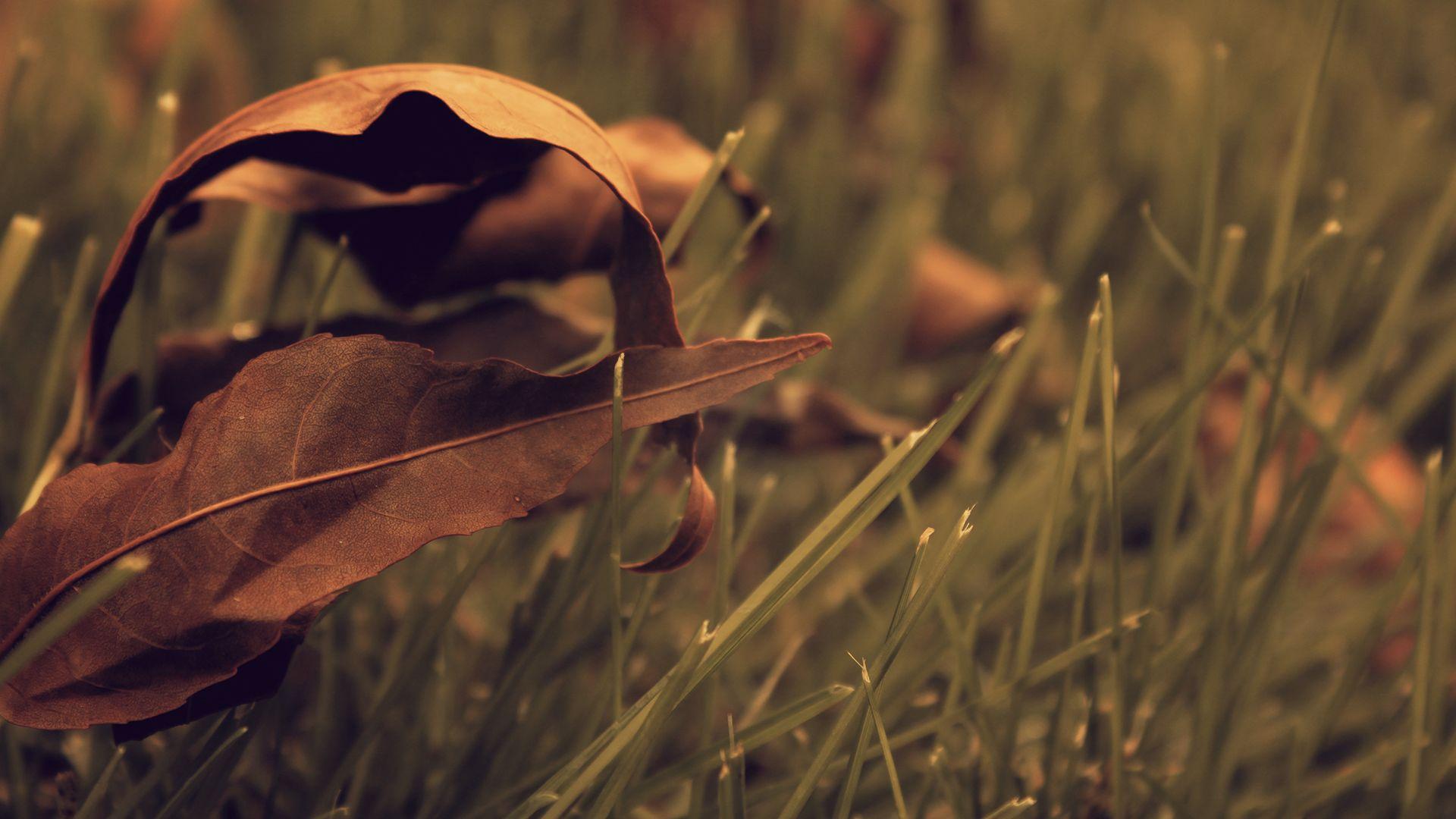 1920x1080 Crunch of Leaves