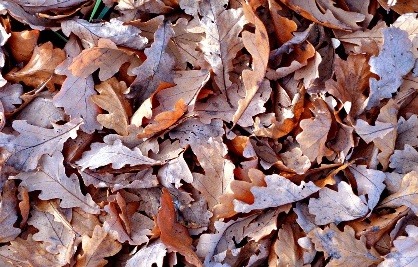 1332x850 Wallpaper autumn, Leaves, dry, brown Wallpaper (photos, image) image for desktop, section макро