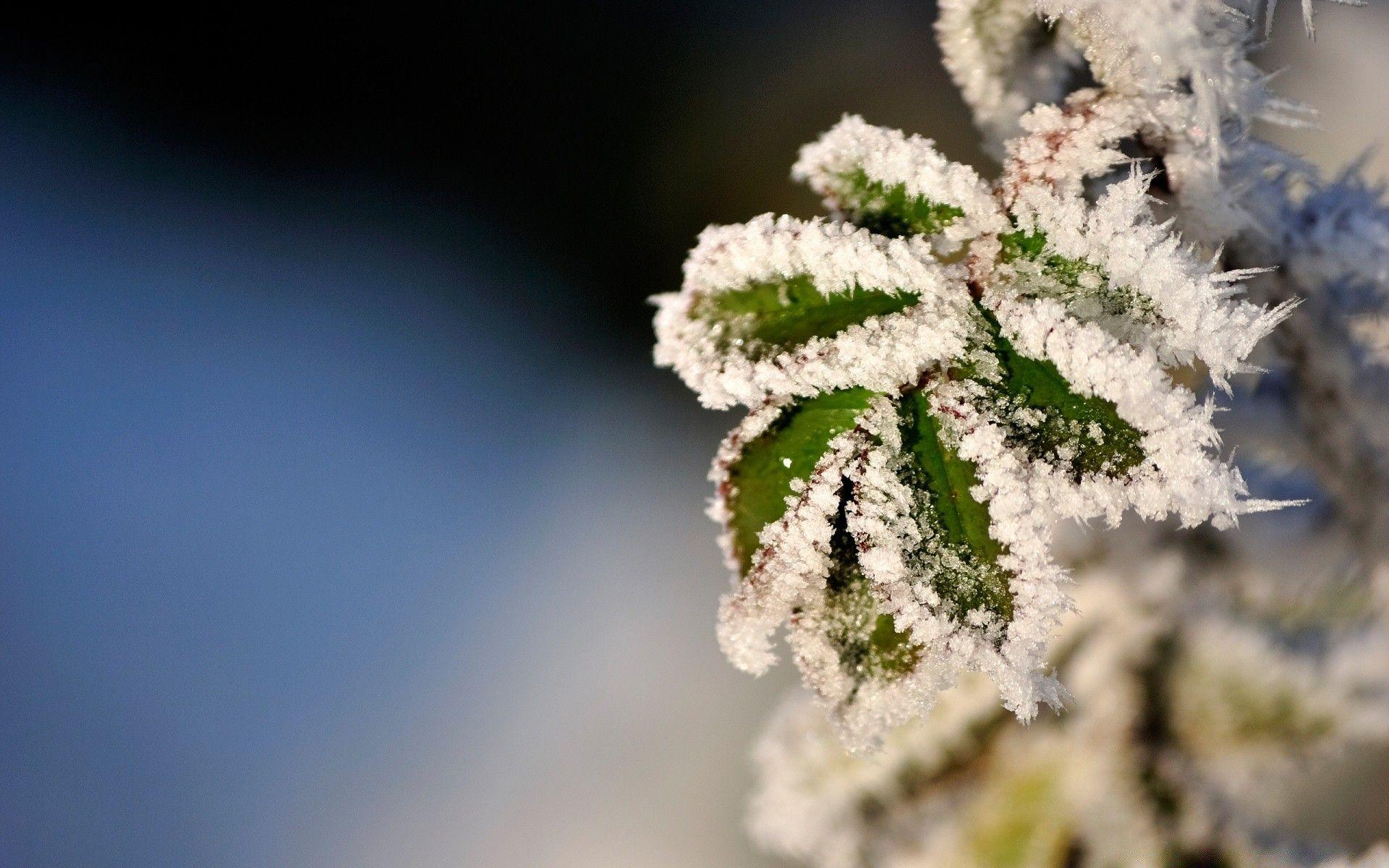1920x1200 Frozen Leaves