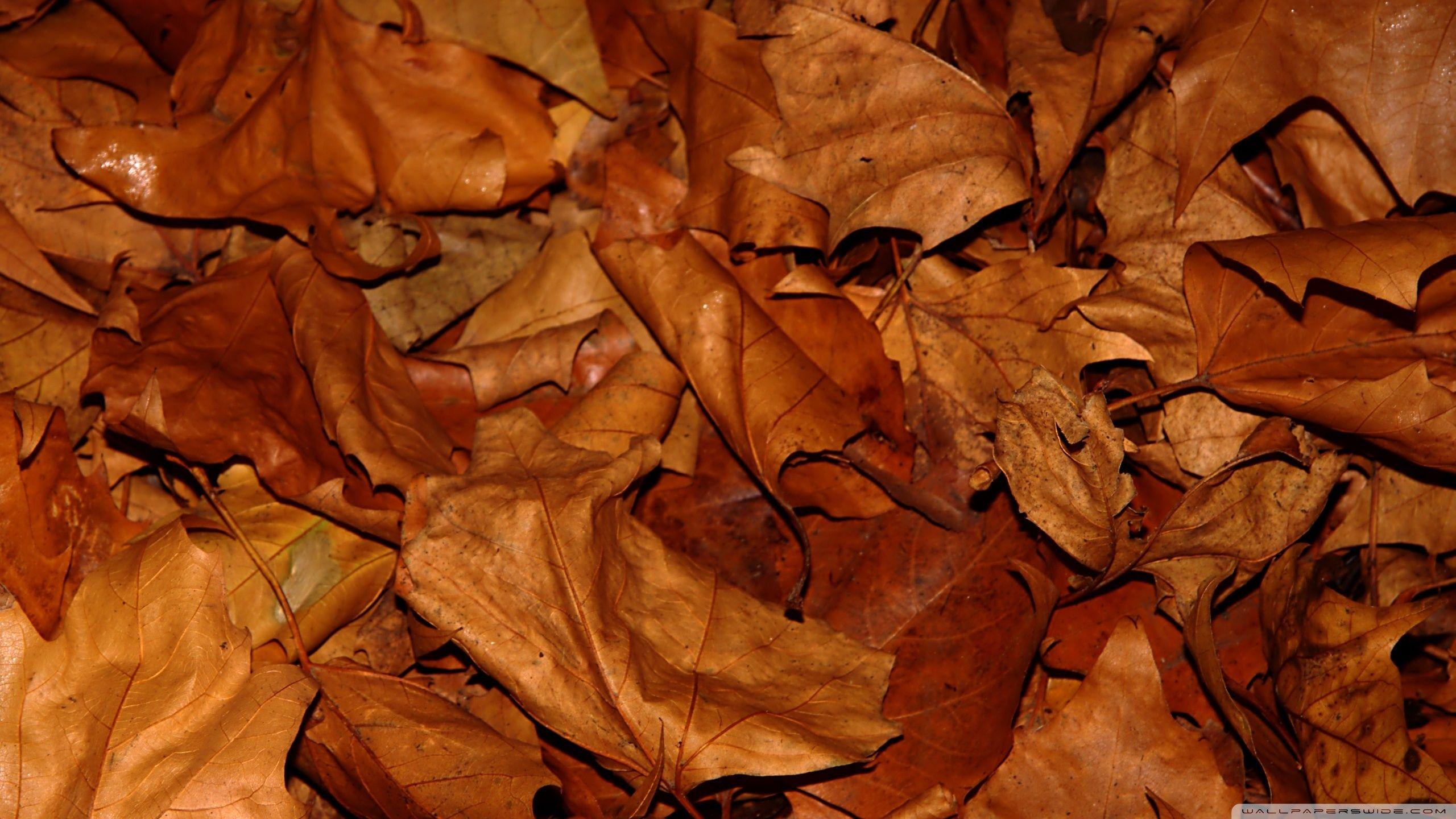 2560x1440 Dry Leaves Ultra HD Desktop Background Wallpaper for 4K UHD TV : Tablet