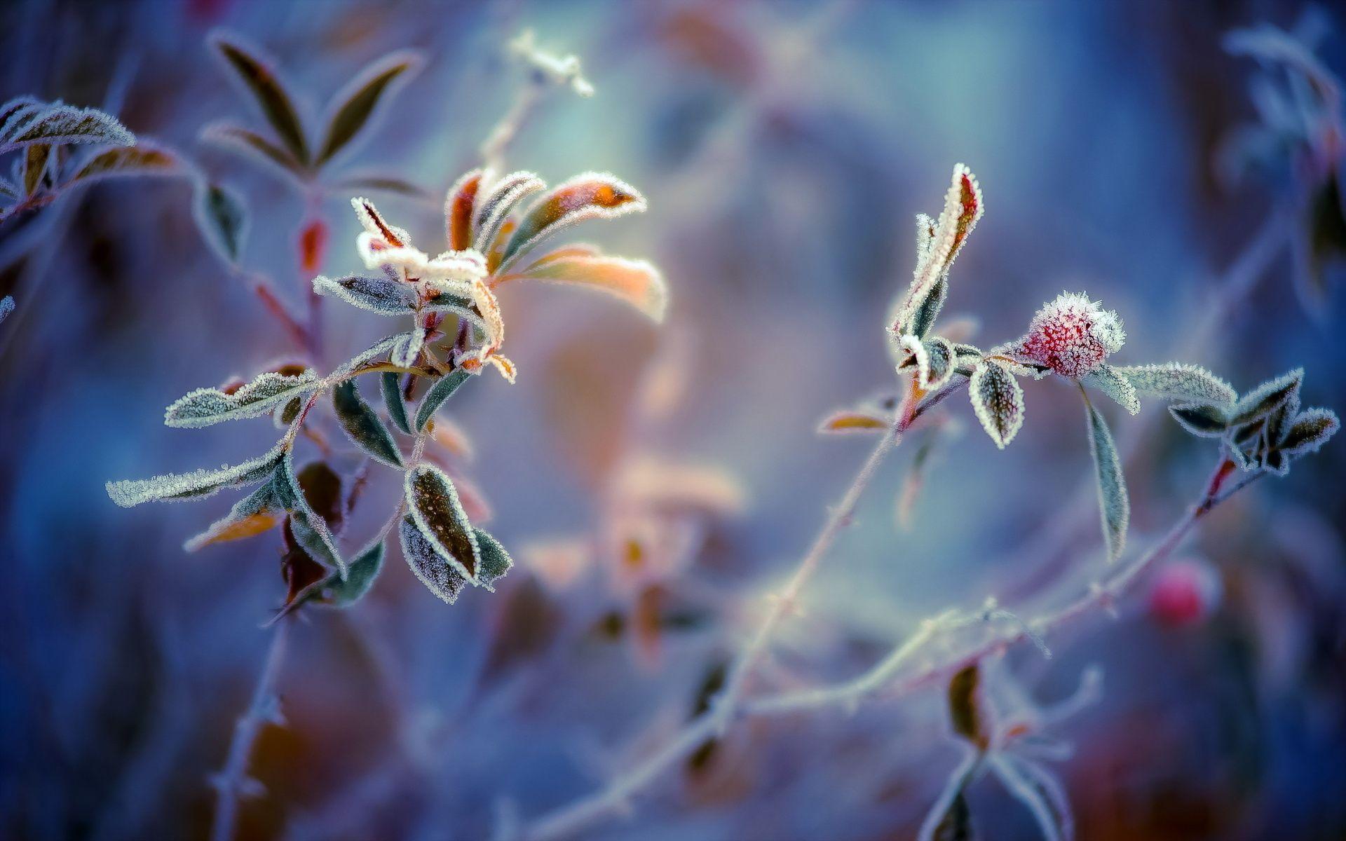 1920x1200 29: Frozen Patterns