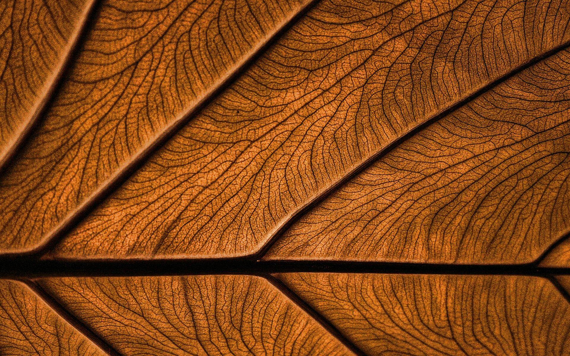 1920x1200 Download wallpaper brown leaves texture, 4k, plant textures, leaves, brown background, leaves texture, brown leaves, brown leaf, macro, leaf pattern, leaf textures for desktop with resolution 1920x1200. High Quality HD picture wallpaper