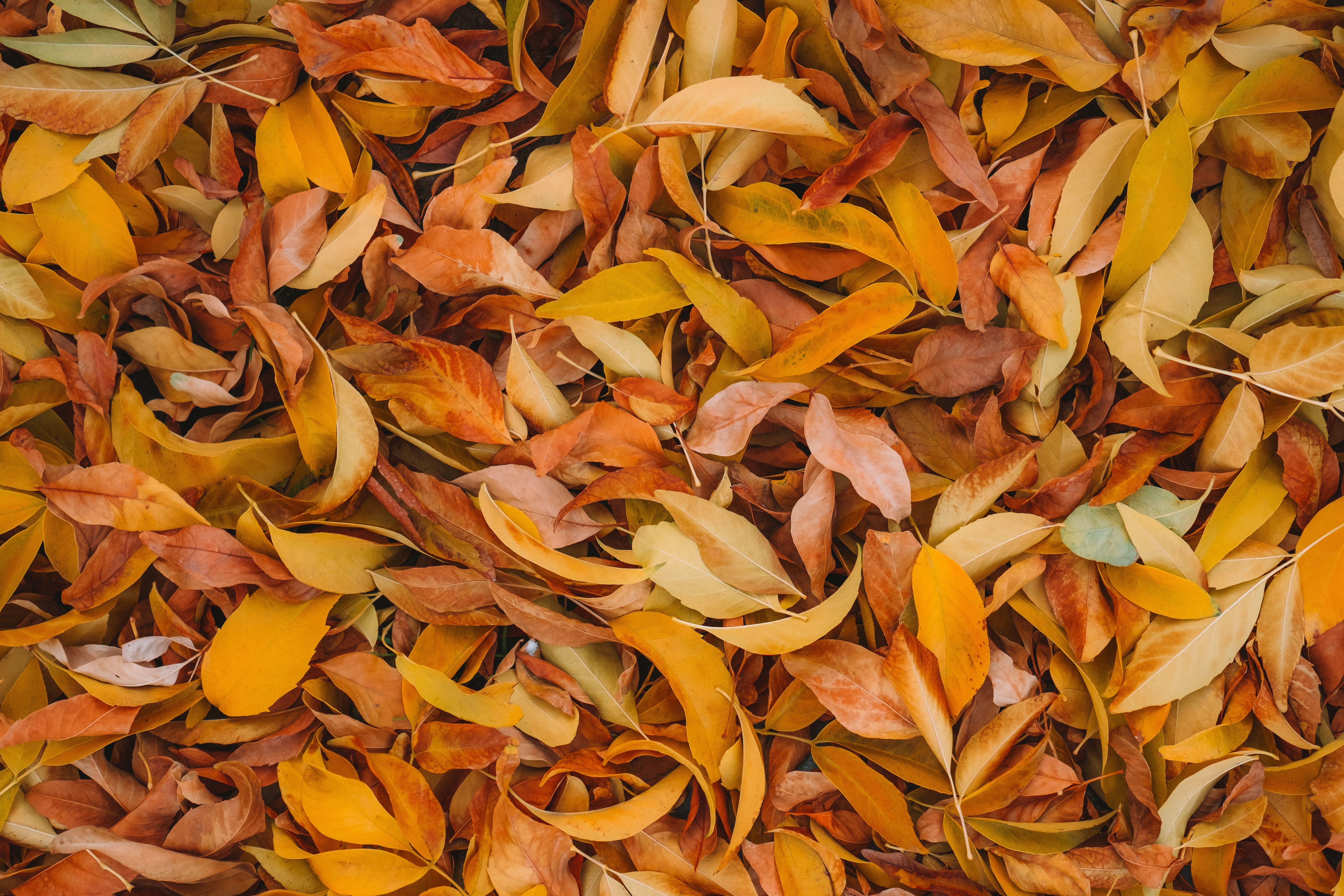 6000x4000 Leaves 4K Wallpaper, Fall foliage, Brown, Yellow background, 5K, Nature
