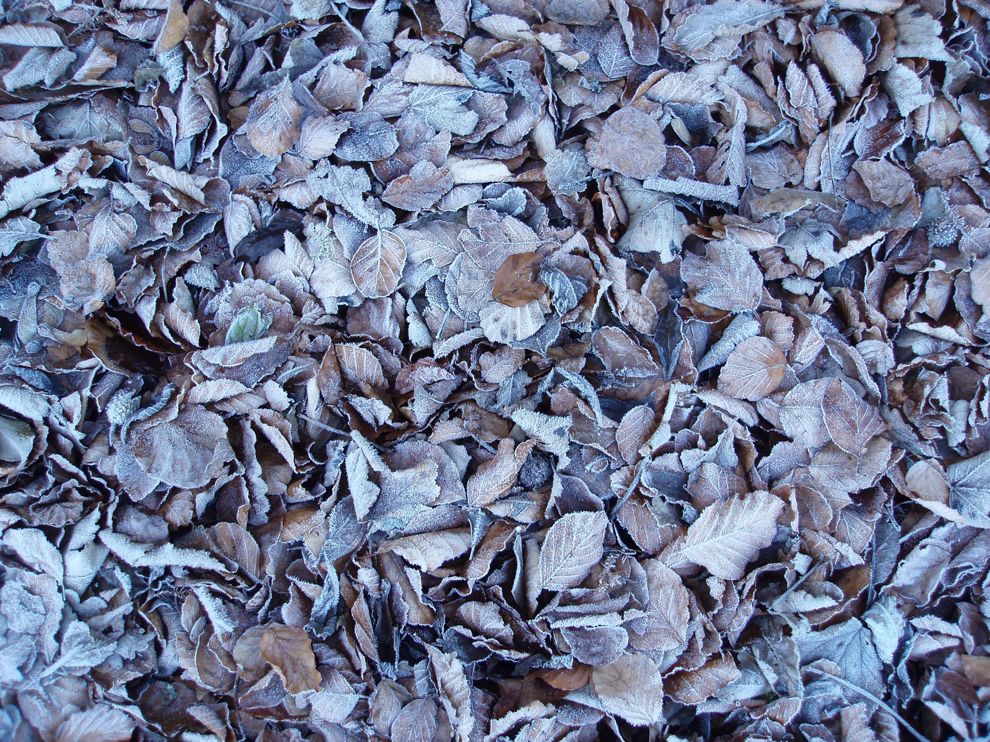 3264x2448 frozen leaves. Free background and textures