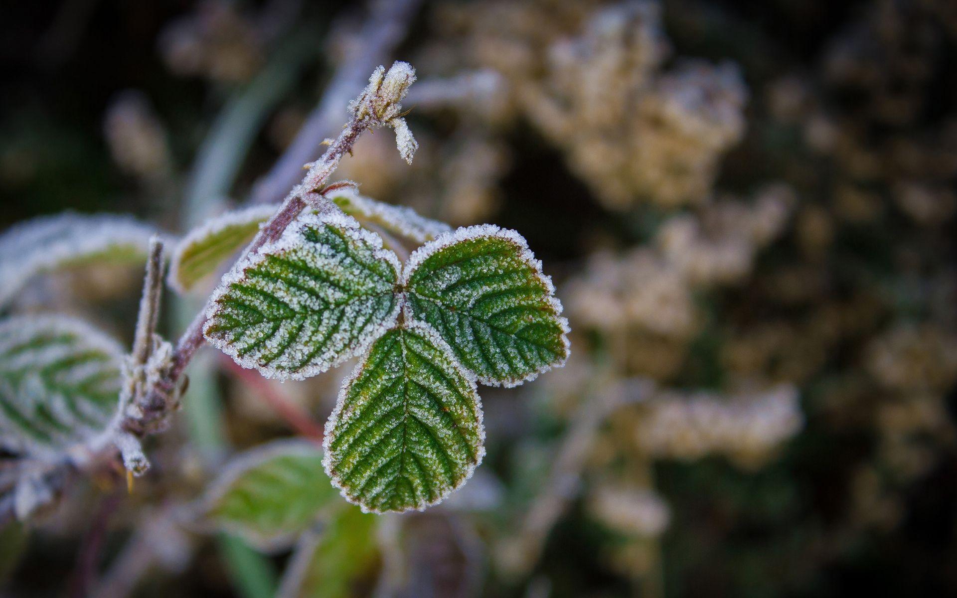 1920x1200 Download Wallpaper macro winter frost leaf, 1920x Frozen leaves