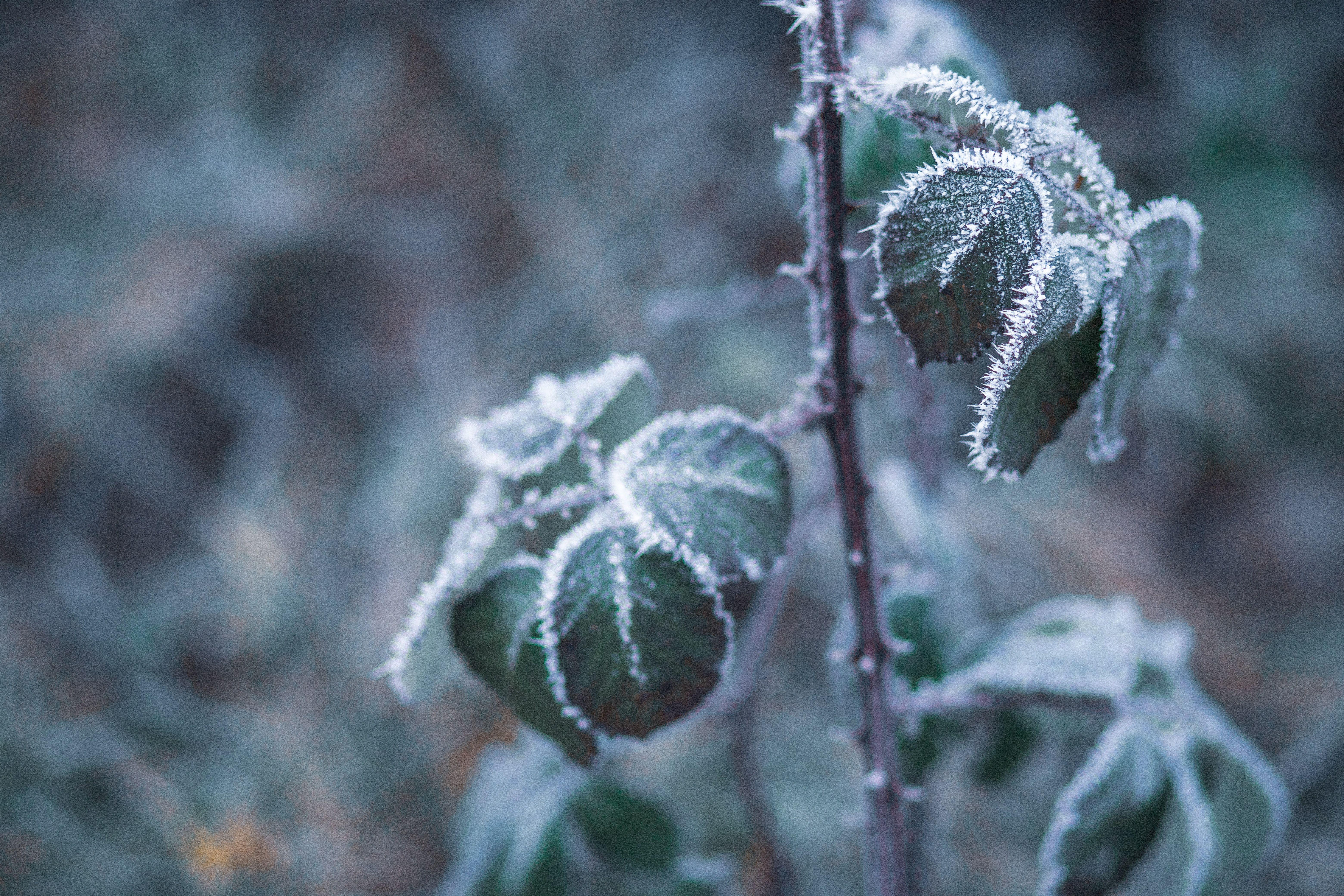 6240x4160 Close Up Photo Of Frozen Leaves · Free