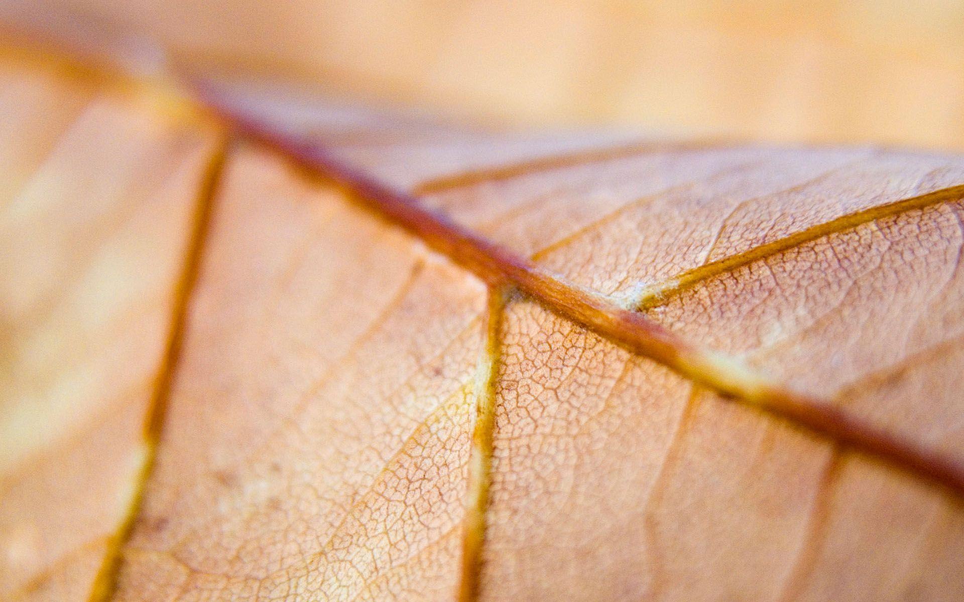 1920x1200 Brown leaf wallpaper. Brown leaf