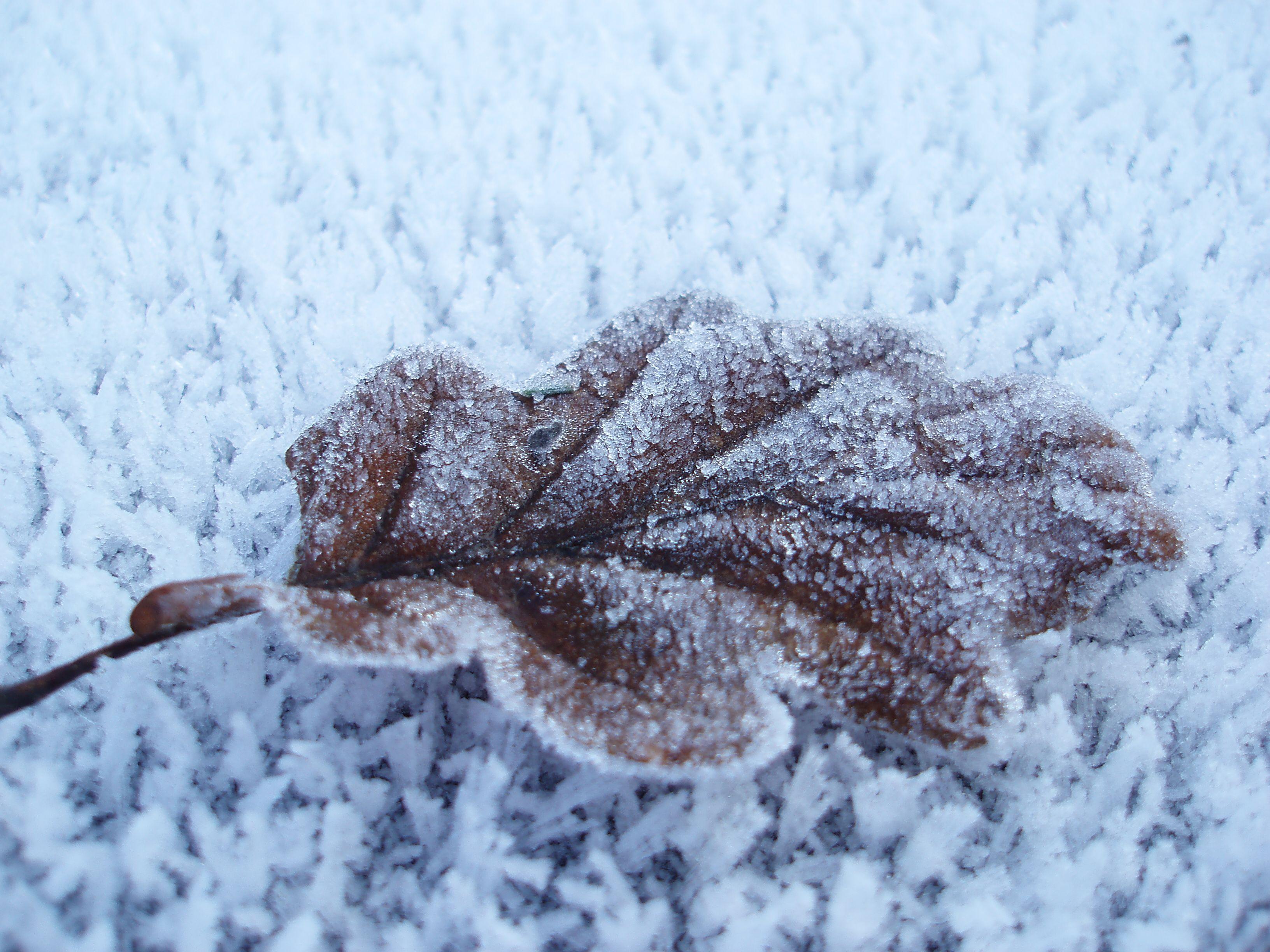 Frozen Leaves Wallpapers - Top Free Frozen Leaves Backgrounds ...