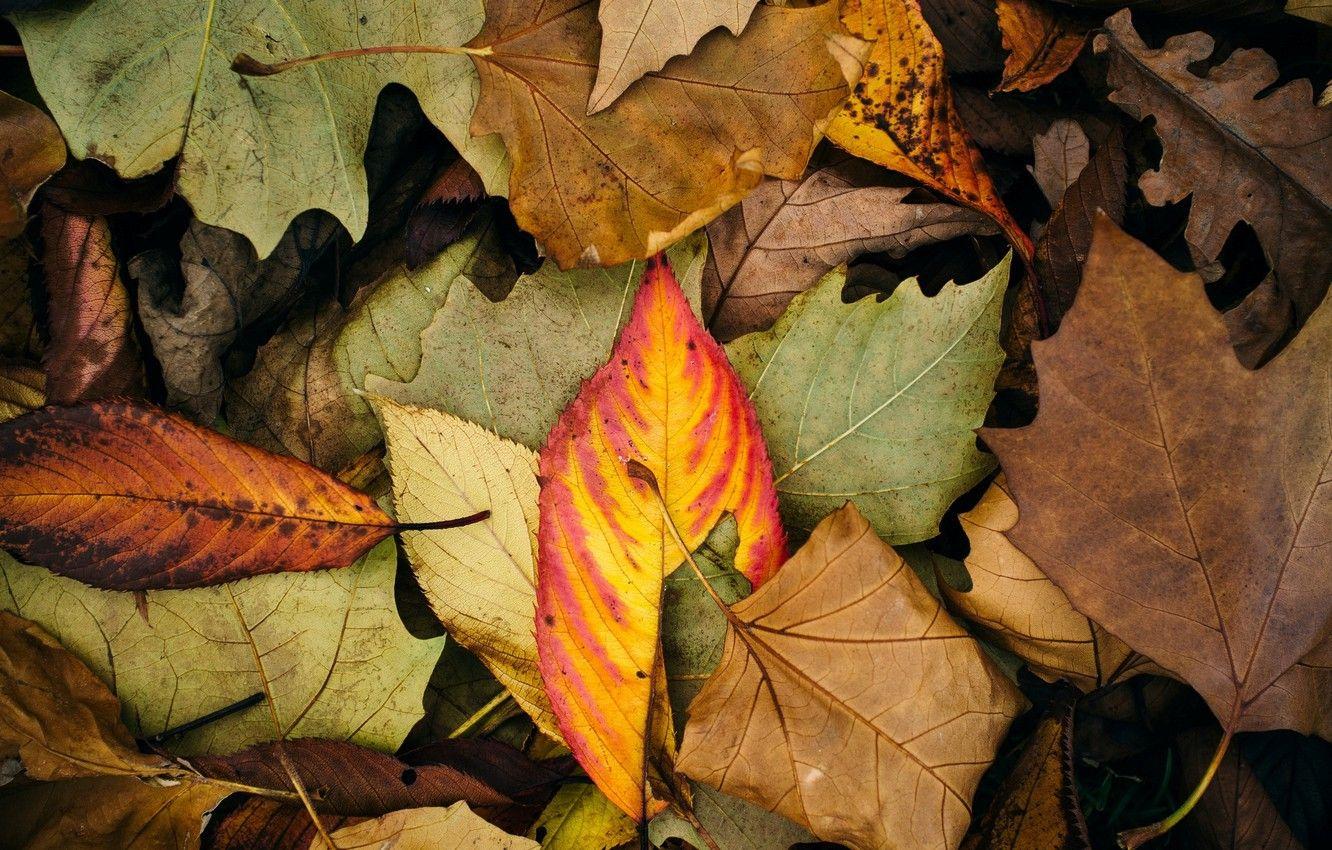 1332x850 Wallpaper autumn, leaves, macro, background, widescreen, Wallpaper, color, leaf, wallpaper, leaves, widescreen, background, full screen, HD wallpaper, widescreen, fullscreen image for desktop, section макро