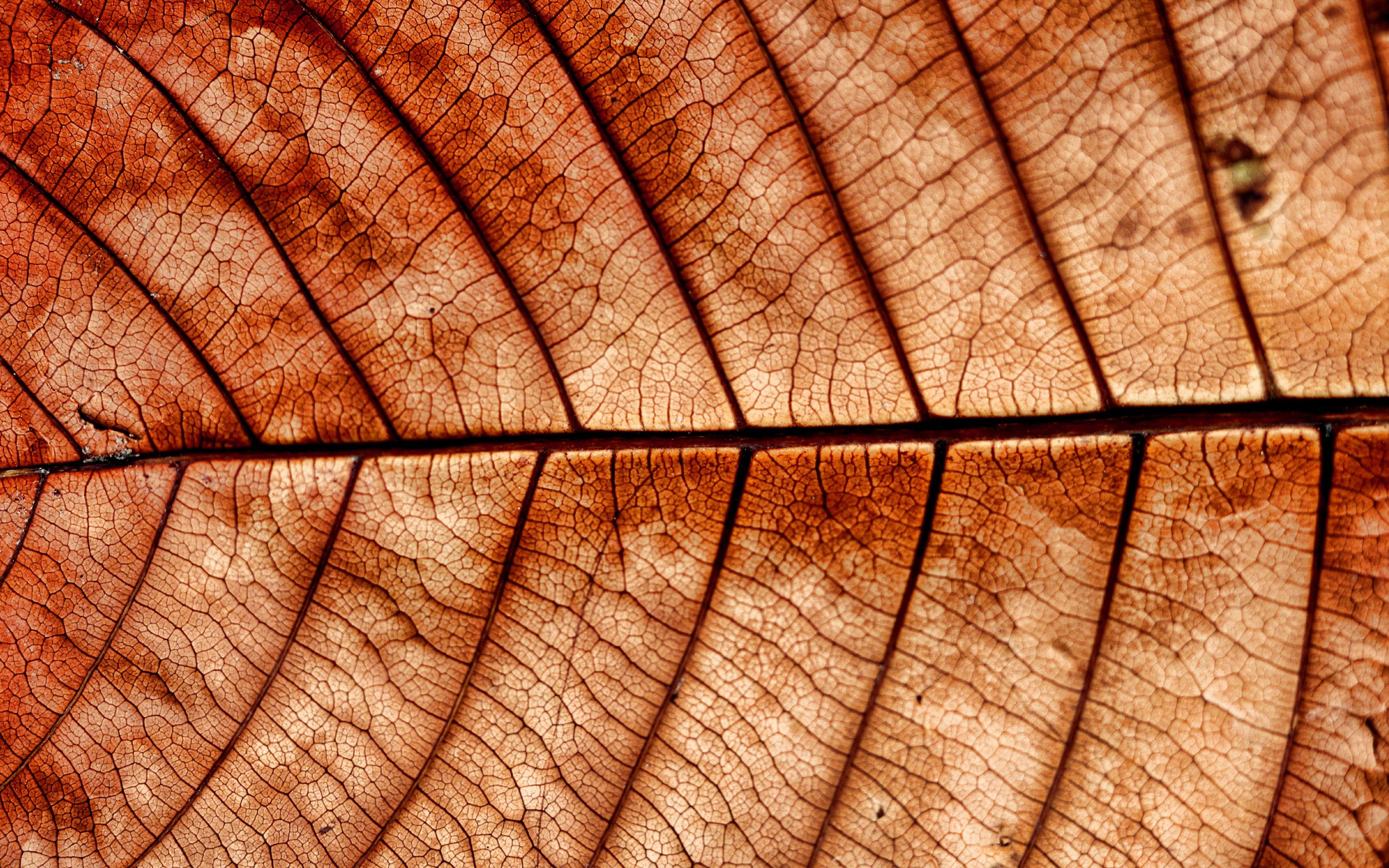 Brown Leaves Wallpapers - Top Free Brown Leaves Backgrounds