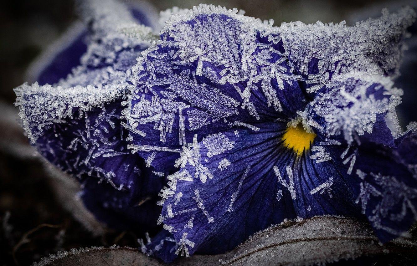 1332x850 Wallpaper winter, frost, leaves, macro, snow, flowers, ice, purple, crystals, Pansy, violet, late autumn, frost, viola, frozen image for desktop, section цветы