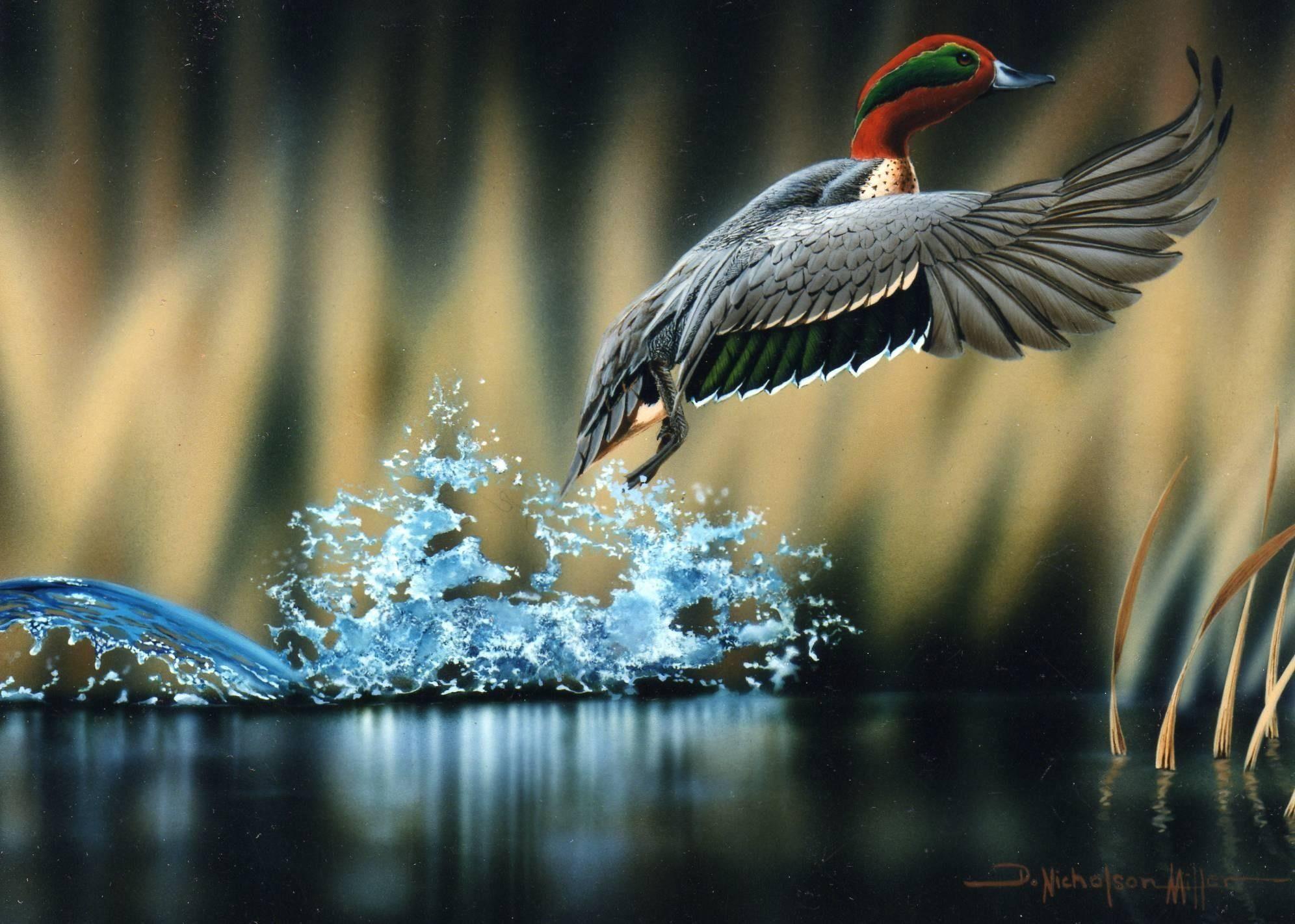 1992x1422 Hd Waterfowl Wallpaper Data Src Wildlife Photography HD Wallpaper