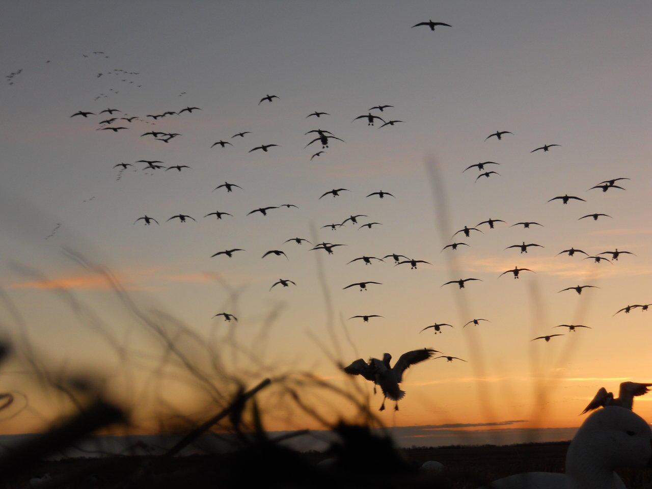 1280x960 Waterfowl Hunting Wallpaper