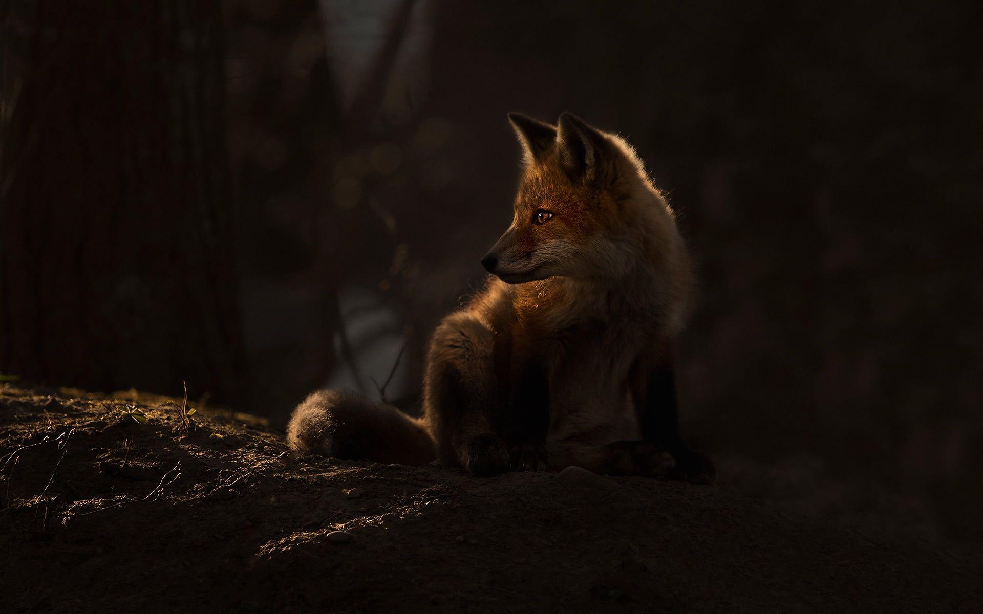 1920x1200 dark #fox #animals #mammals P #wallpaper #hdwallpaper #desktop. Pet fox, Black panther cat, Fox