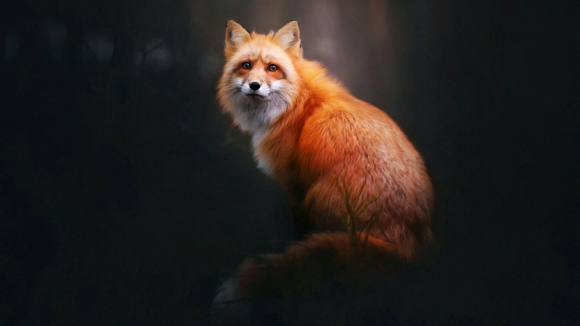 1920x1080 Fox Wallpaper