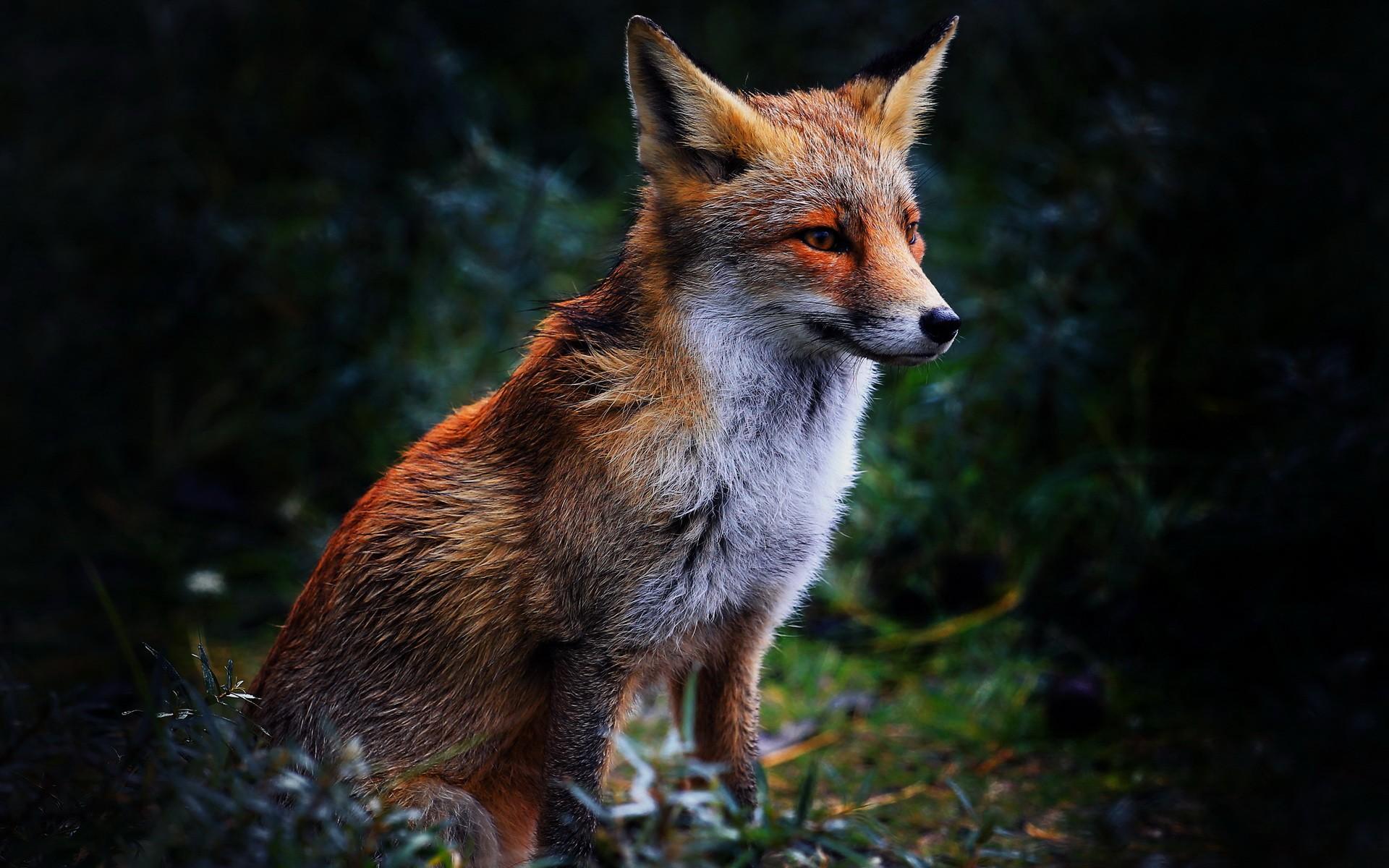 1920x1200 Fox Wallpaper For Desktop