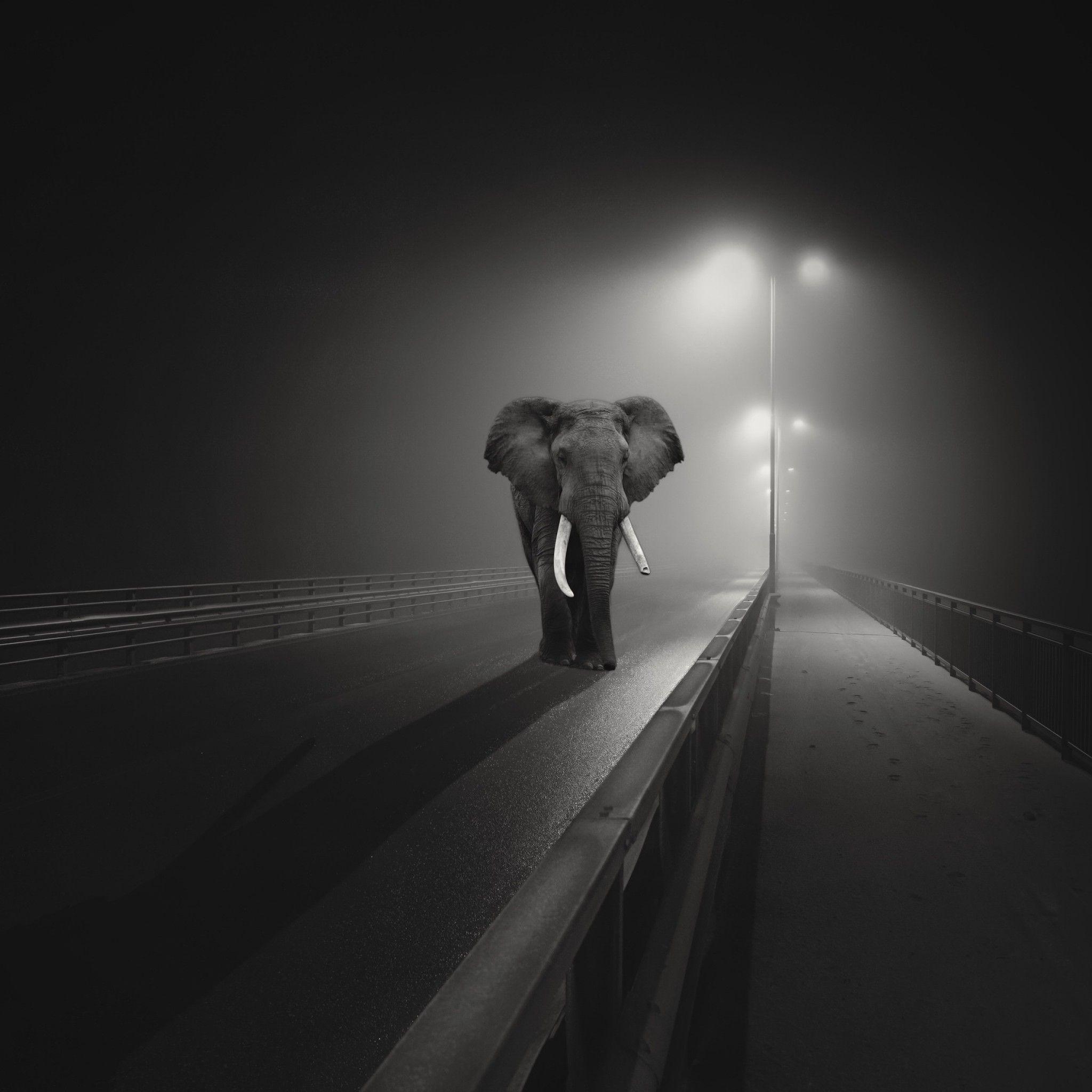 Dark Elephant Wallpapers - Top Free Dark Elephant Backgrounds