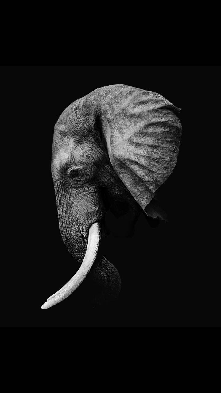 Dark Elephant Wallpapers - Top Free Dark Elephant Backgrounds