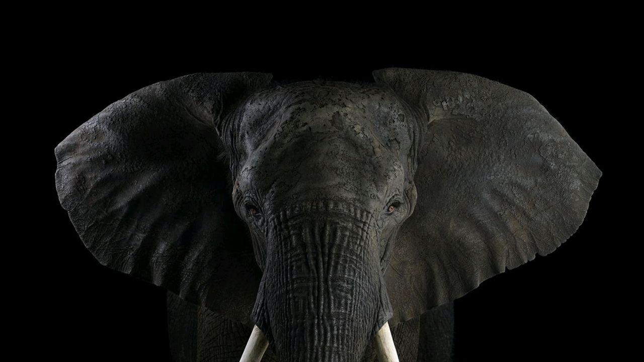 Dark Elephant Wallpapers - Top Free Dark Elephant Backgrounds